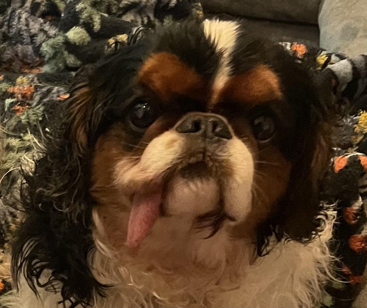 Bonded Beauties, a ADOPTABLE English Cocker Spaniel in La Center, WA image 2/3