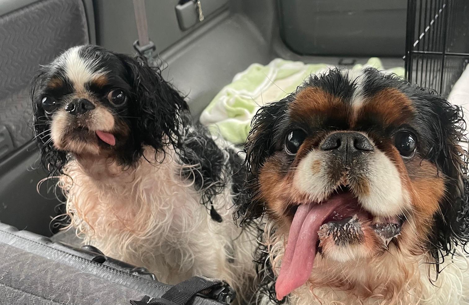 Bonded Beauties, ADOPTABLE, Senior Female English Cocker Spaniel.