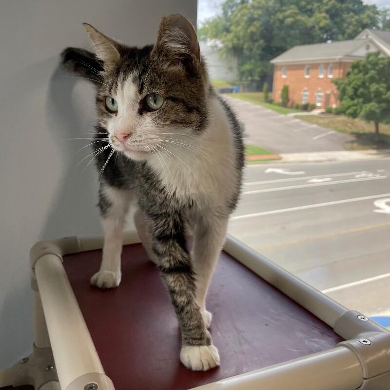 Enlarge Milkshake, a Adoptable Domestic Short Hair in Roanoke, VA image 1/1