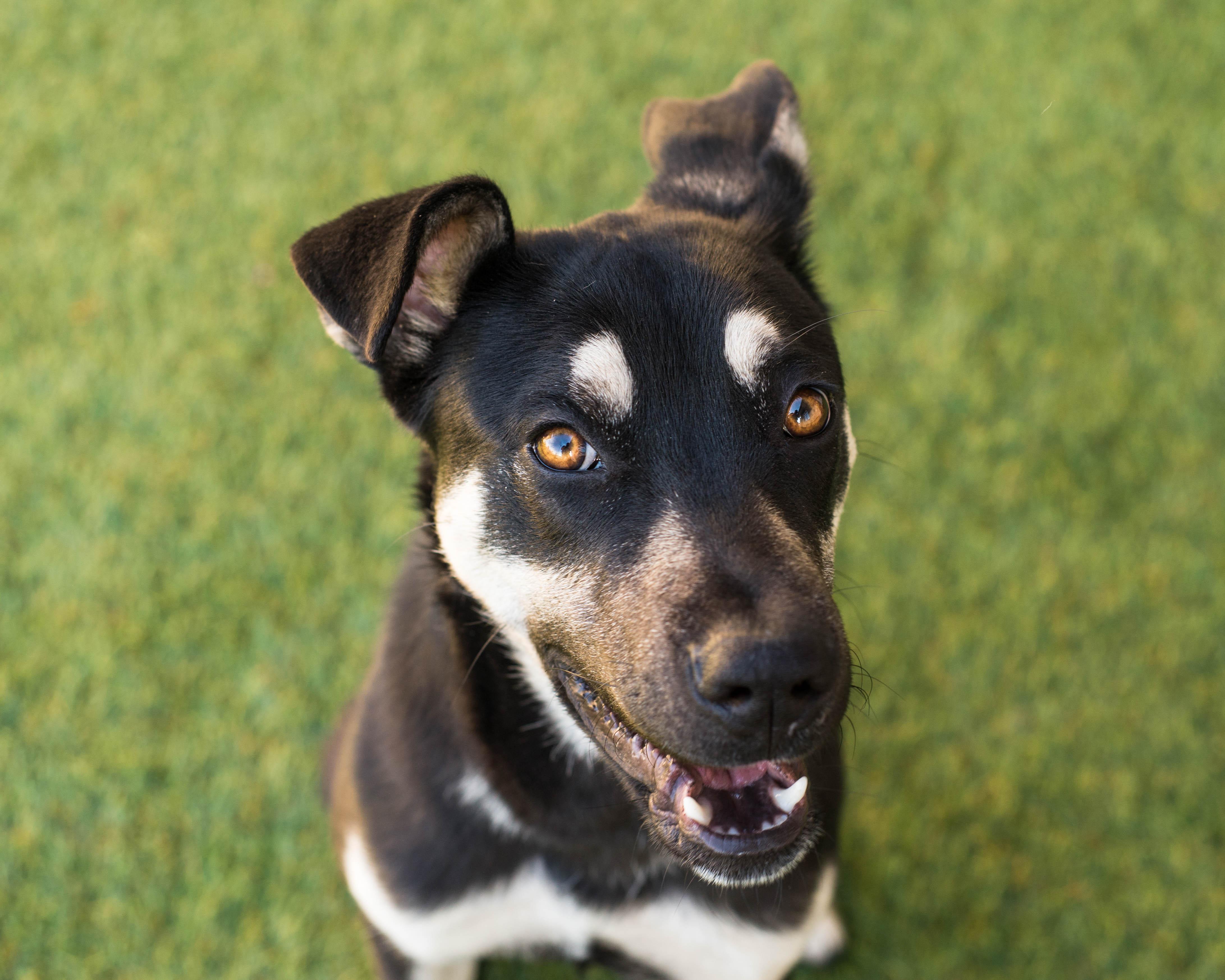 Enlarge Balto, a ADOPTABLE mixed breed in Mont Belvieu, TX image 4/4
