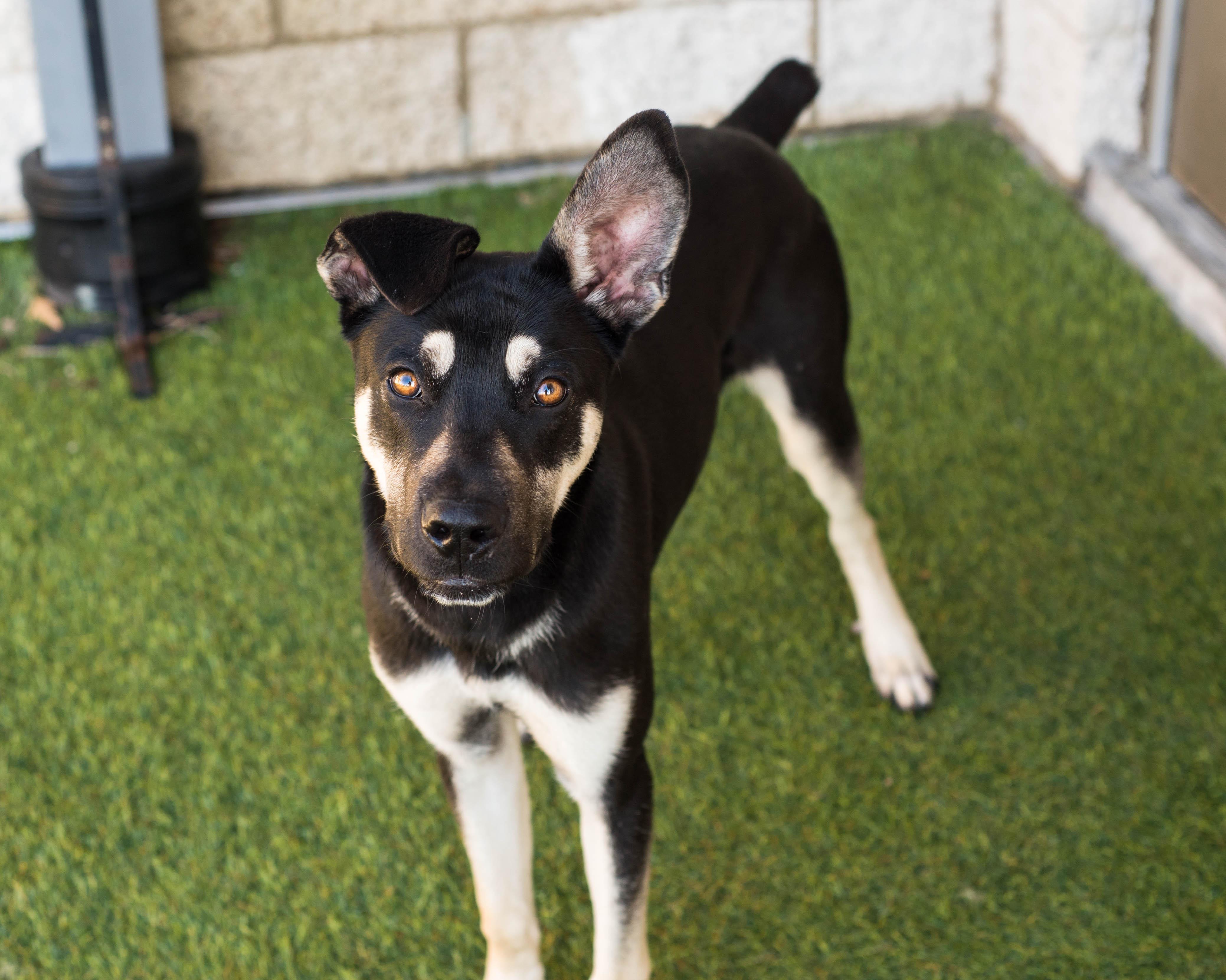 Enlarge Balto, a ADOPTABLE mixed breed in Mont Belvieu, TX image 3/4