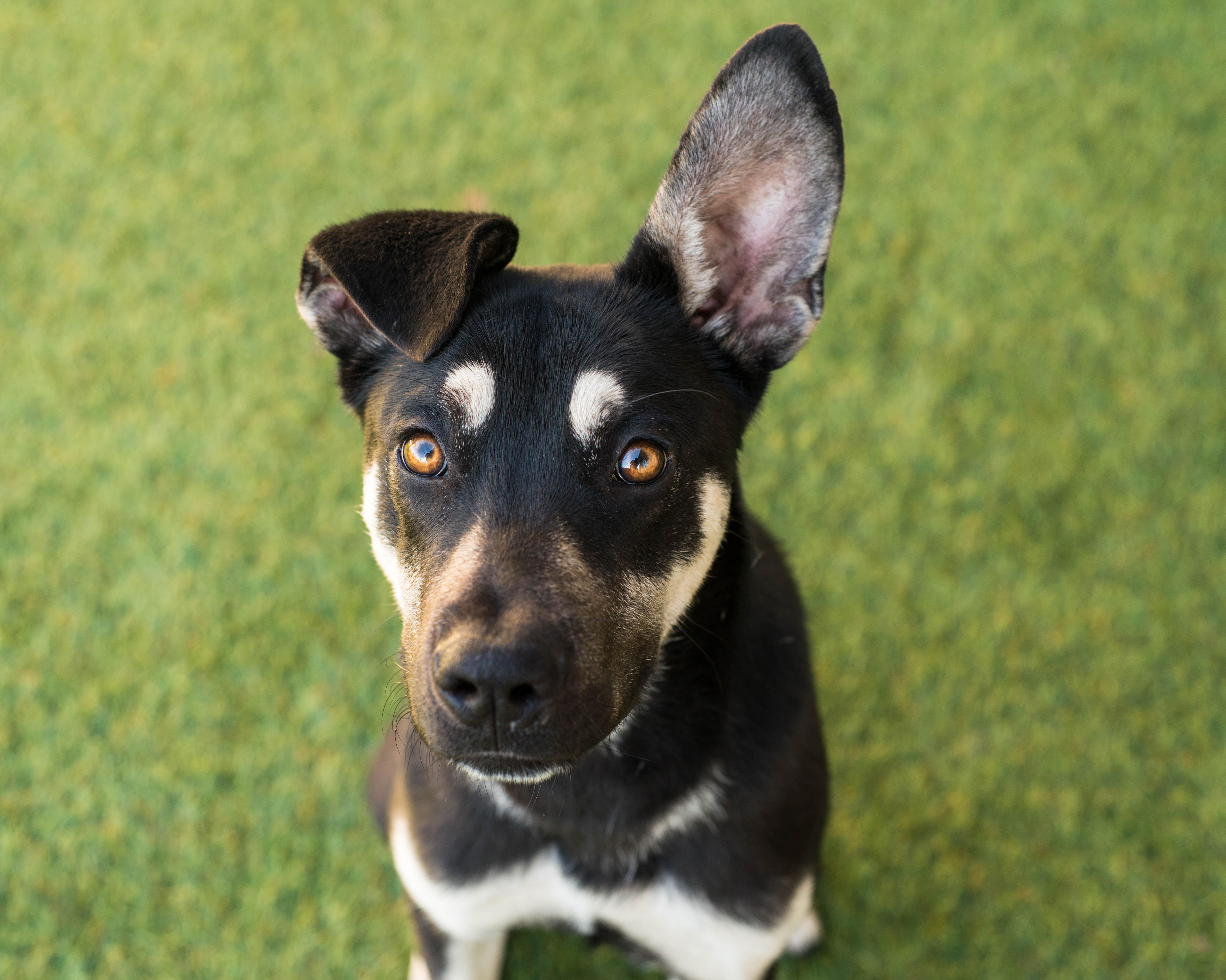 Enlarge Balto, a ADOPTABLE mixed breed in Mont Belvieu, TX image 2/4