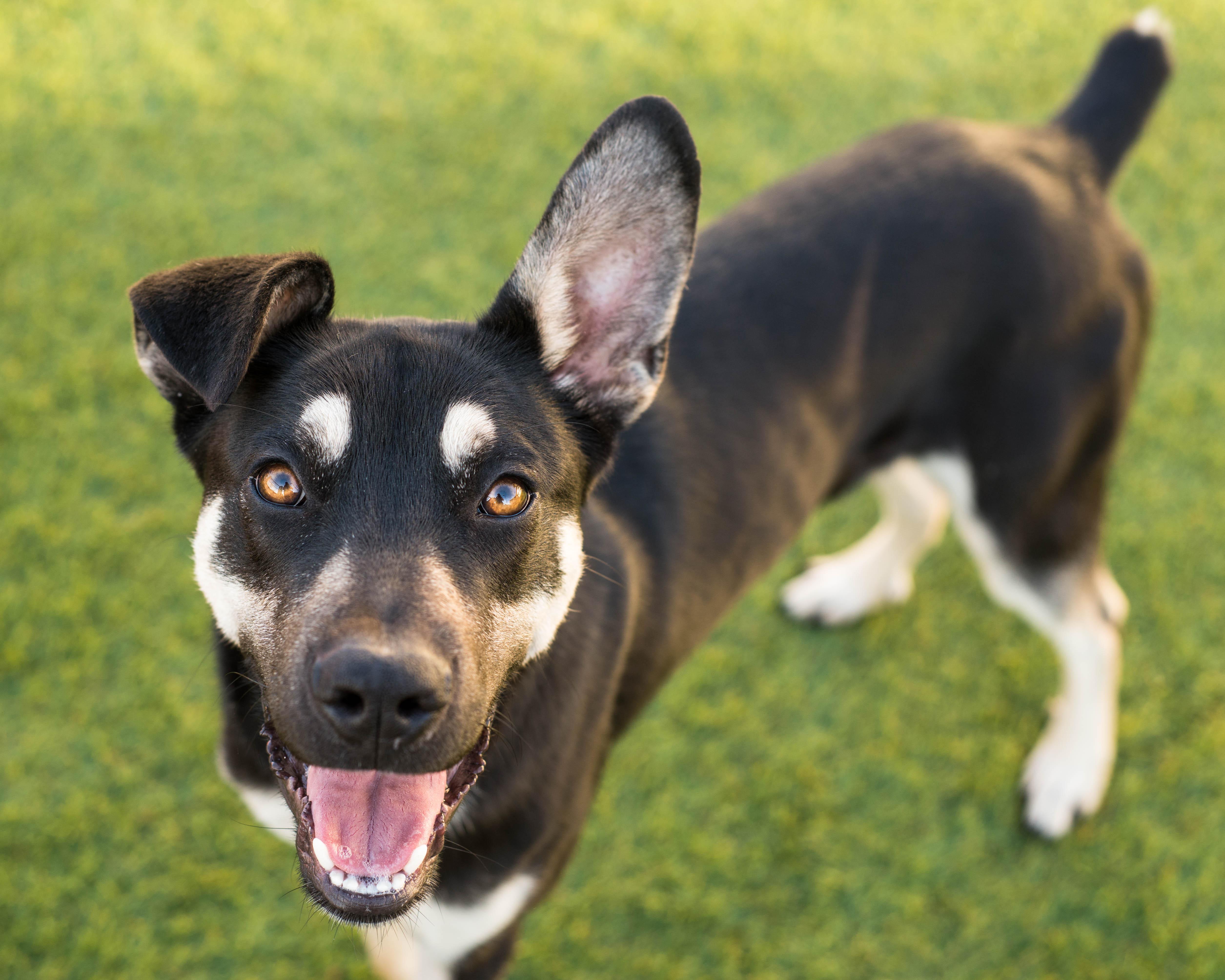 Balto, ADOPTABLE, Young Male Australian Kelpie & Siberian Husky.