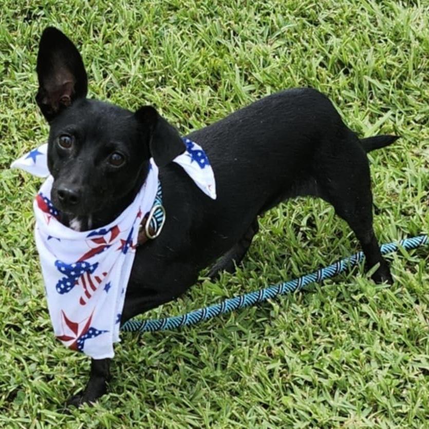 Meet Princess Opal This precious 6-year-old ChihuahuaRat Terrier mix weighing a dainty 11 pounds