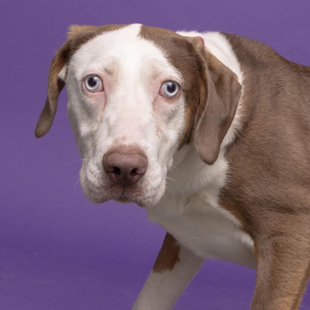 Jessie, Adoptable, Young Female Mixed Breed & Mixed Breed.