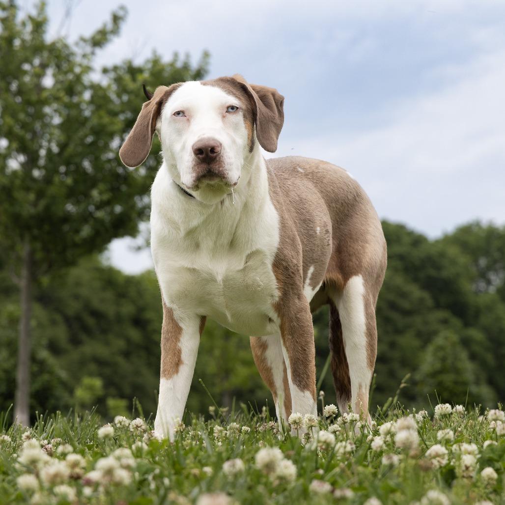 Jessie, a Adoptable mixed breed in Franklin, TN image 2/2