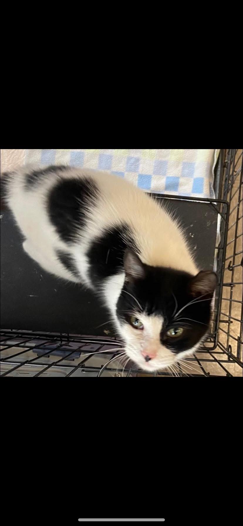 Barnaby, Adoptable, Adult Male Domestic Short Hair.