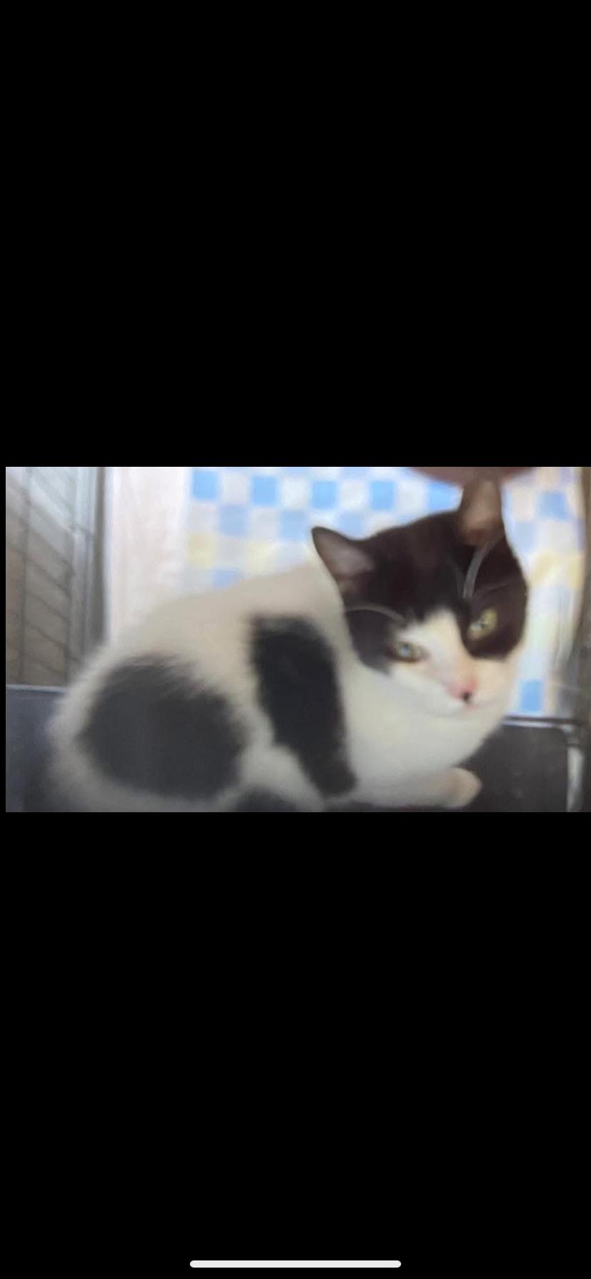 Enlarge Barnaby, a Adoptable Domestic Short Hair in Waveland, IN image 2/6