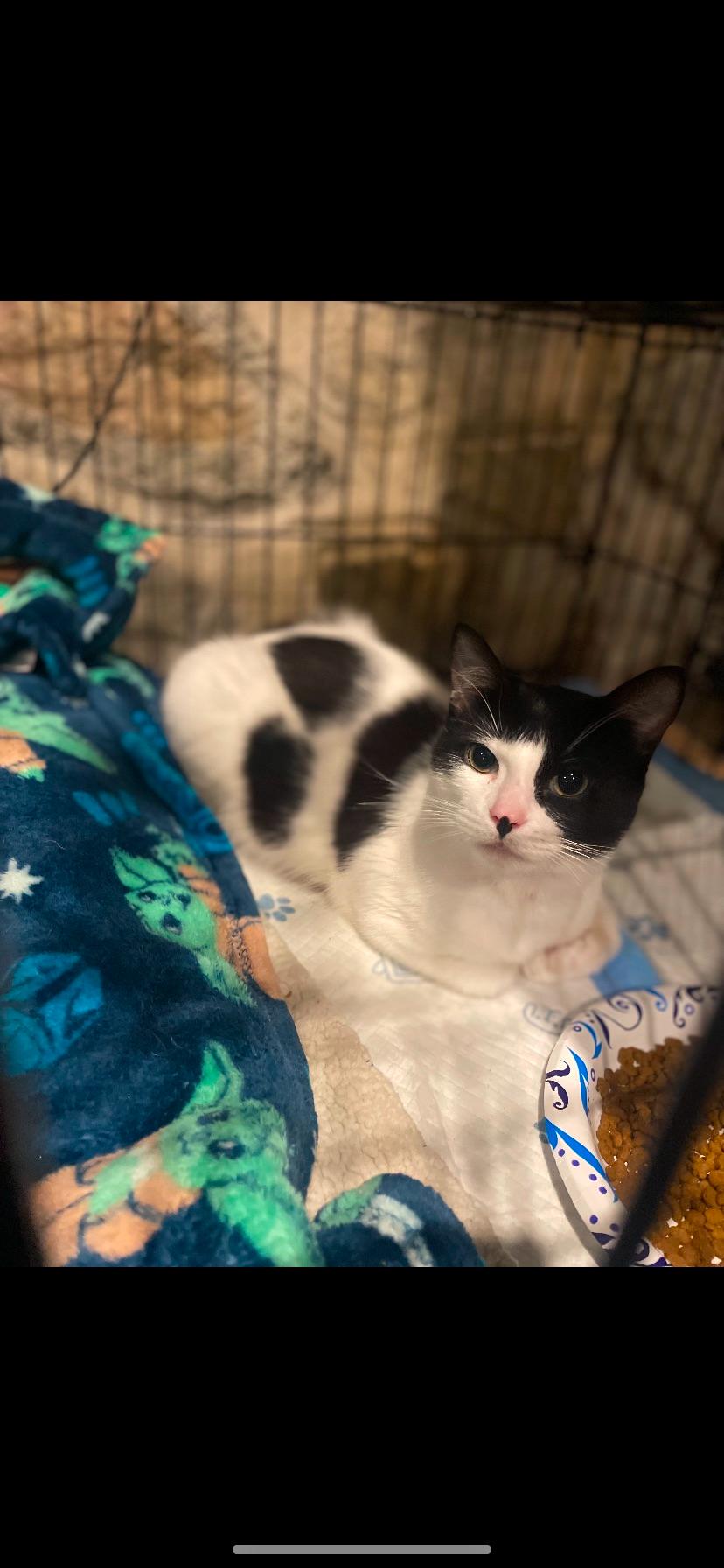 Enlarge Barnaby, a Adoptable Domestic Short Hair in Waveland, IN image 3/6