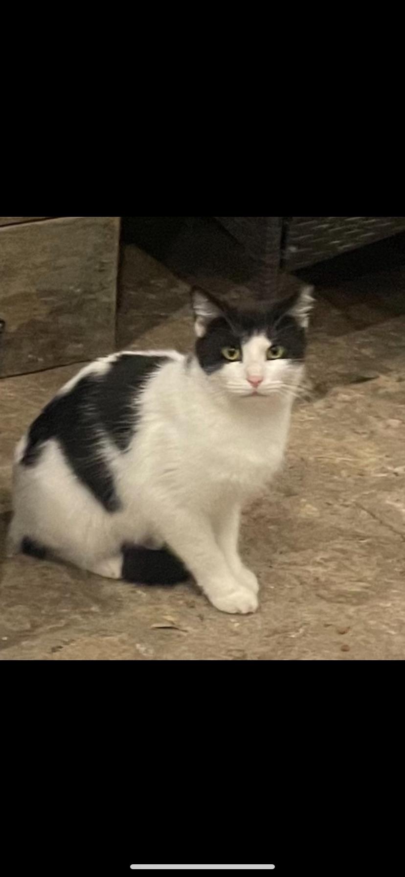 Enlarge Barnaby, a Adoptable Domestic Short Hair in Waveland, IN image 4/6