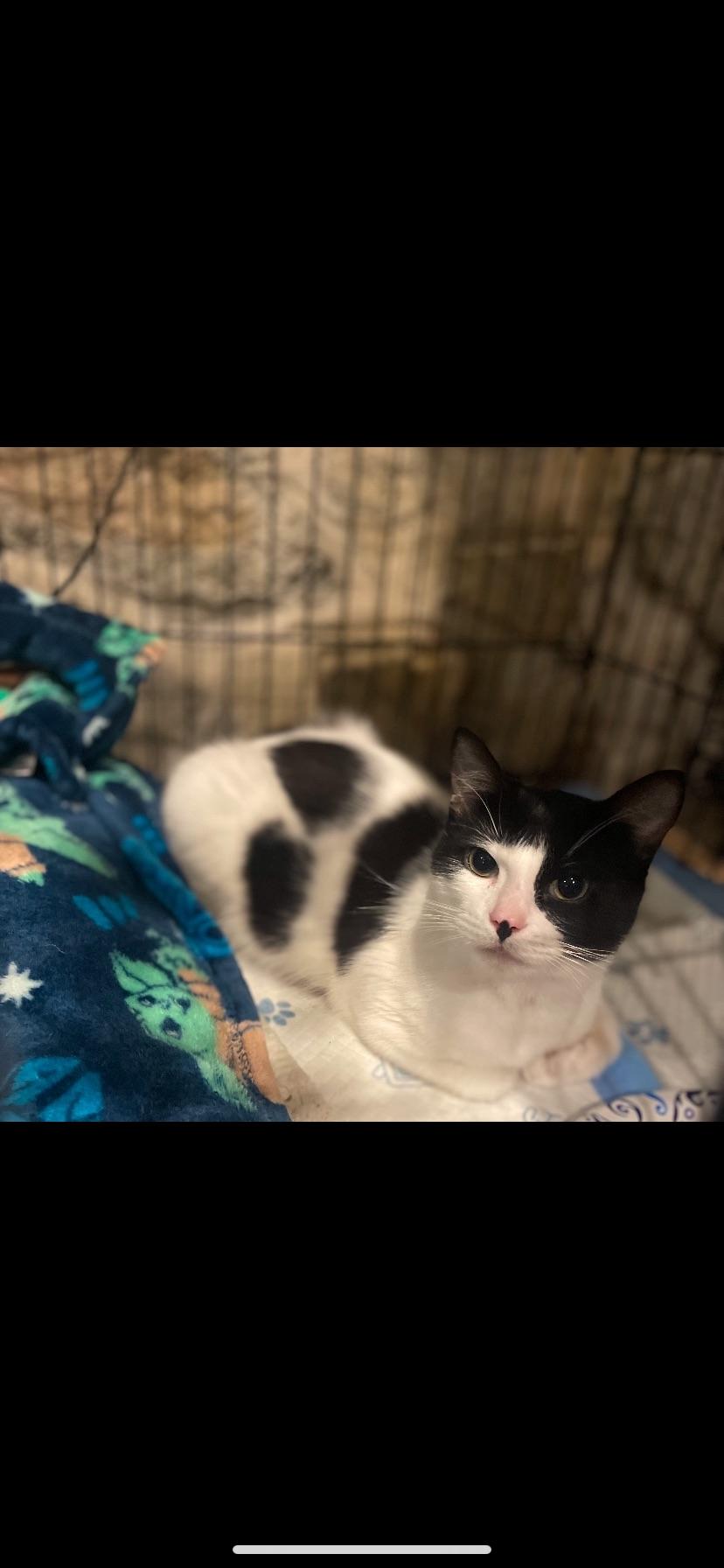 Enlarge Barnaby, a Adoptable Domestic Short Hair in Waveland, IN image 6/6