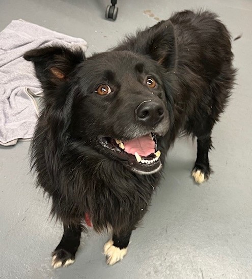 Cyrus, Adopted, Adult Male Border Collie.