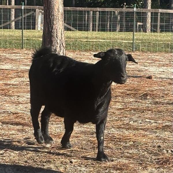 Betty, a Adoptable Goat in Freeport, FL image 1/4
