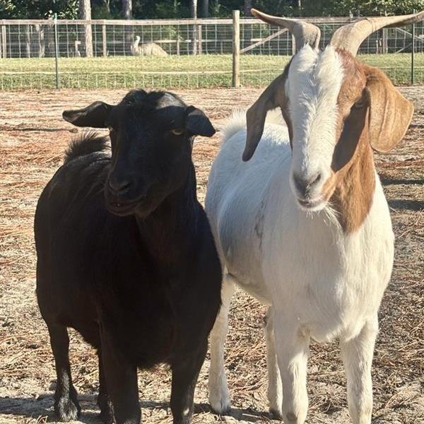 Betty, a Adoptable Goat in Freeport, FL image 2/4