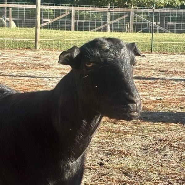 Betty, a Adoptable Goat in Freeport, FL image 3/4