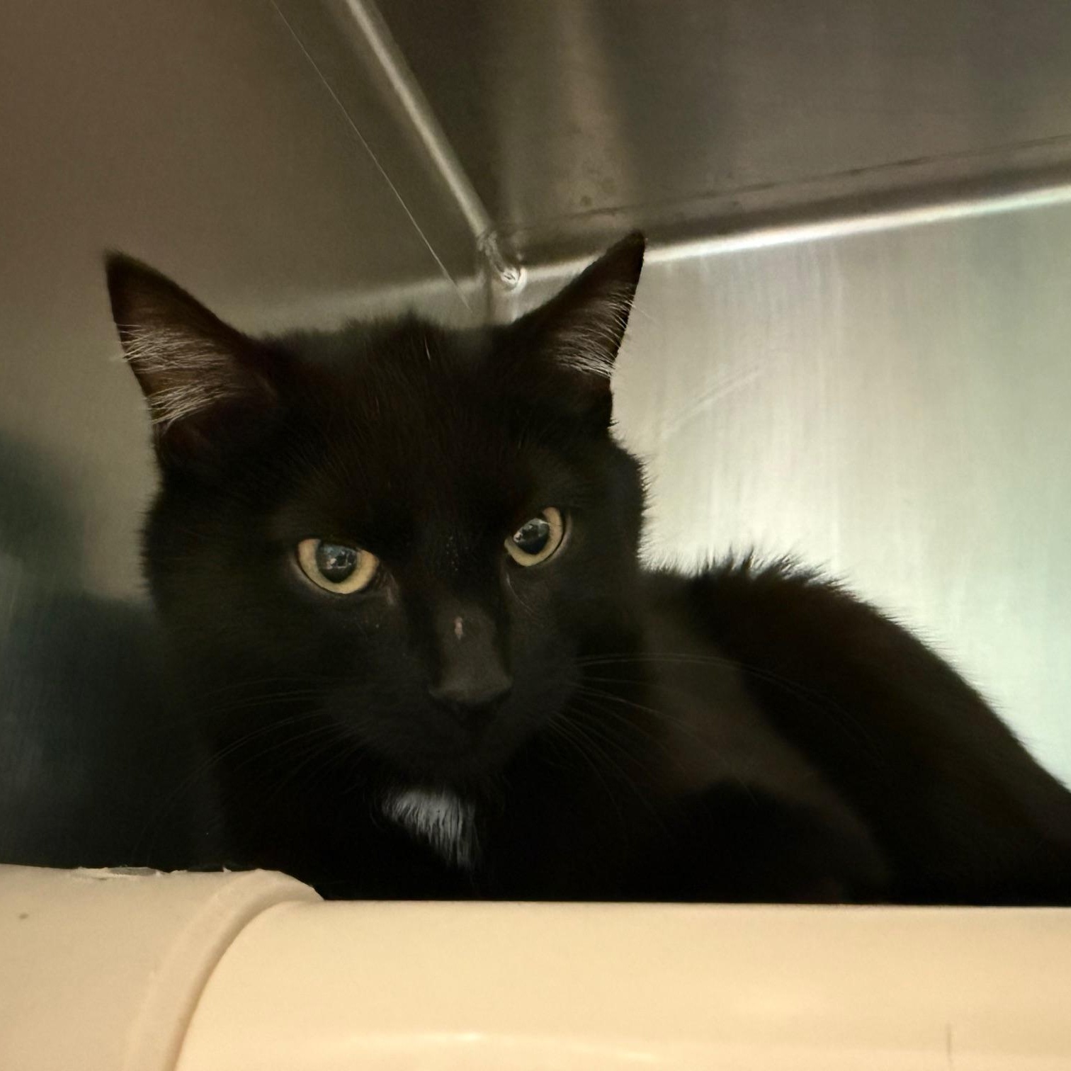 Lil Buddy, adopted, Young Male Domestic Short Hair.