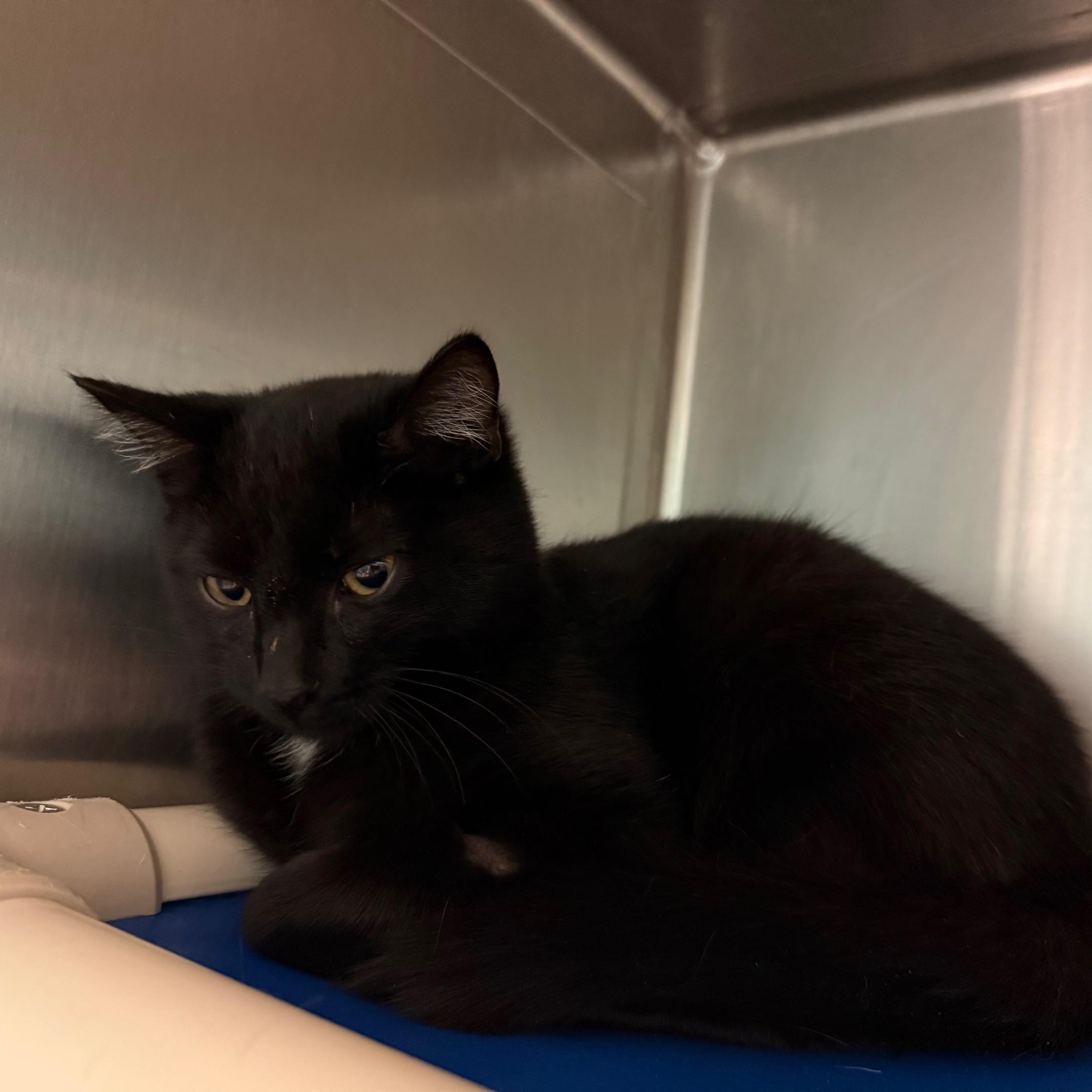 Enlarge Lil Buddy, an adopted Domestic Short Hair in Marion, NC image 3/3