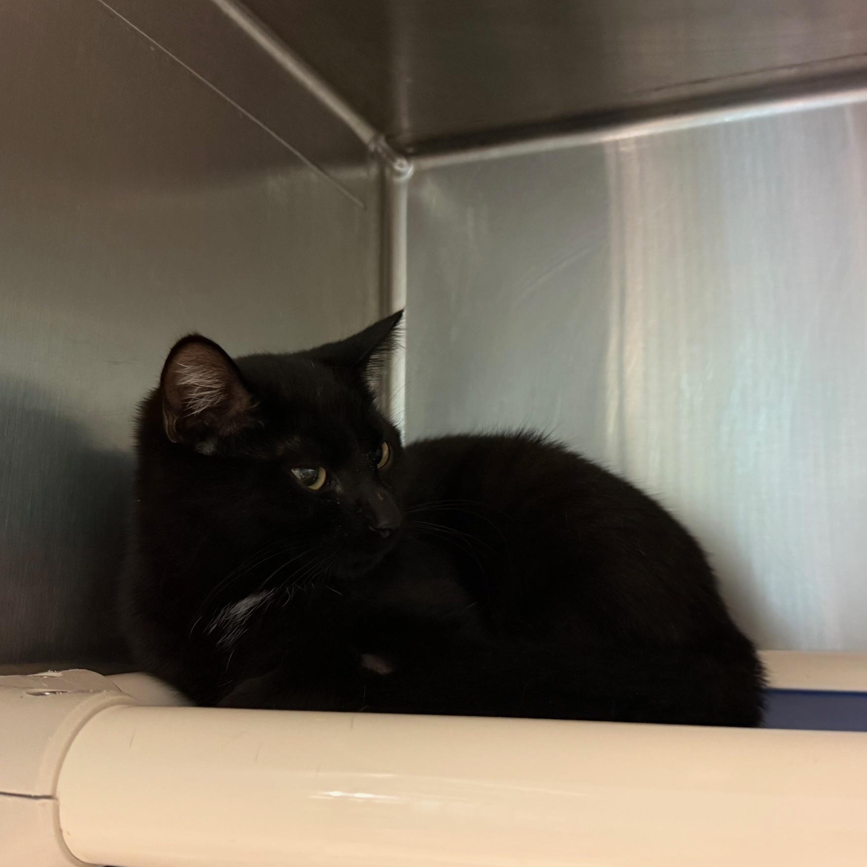 Enlarge Lil Buddy, an adopted Domestic Short Hair in Marion, NC image 2/3