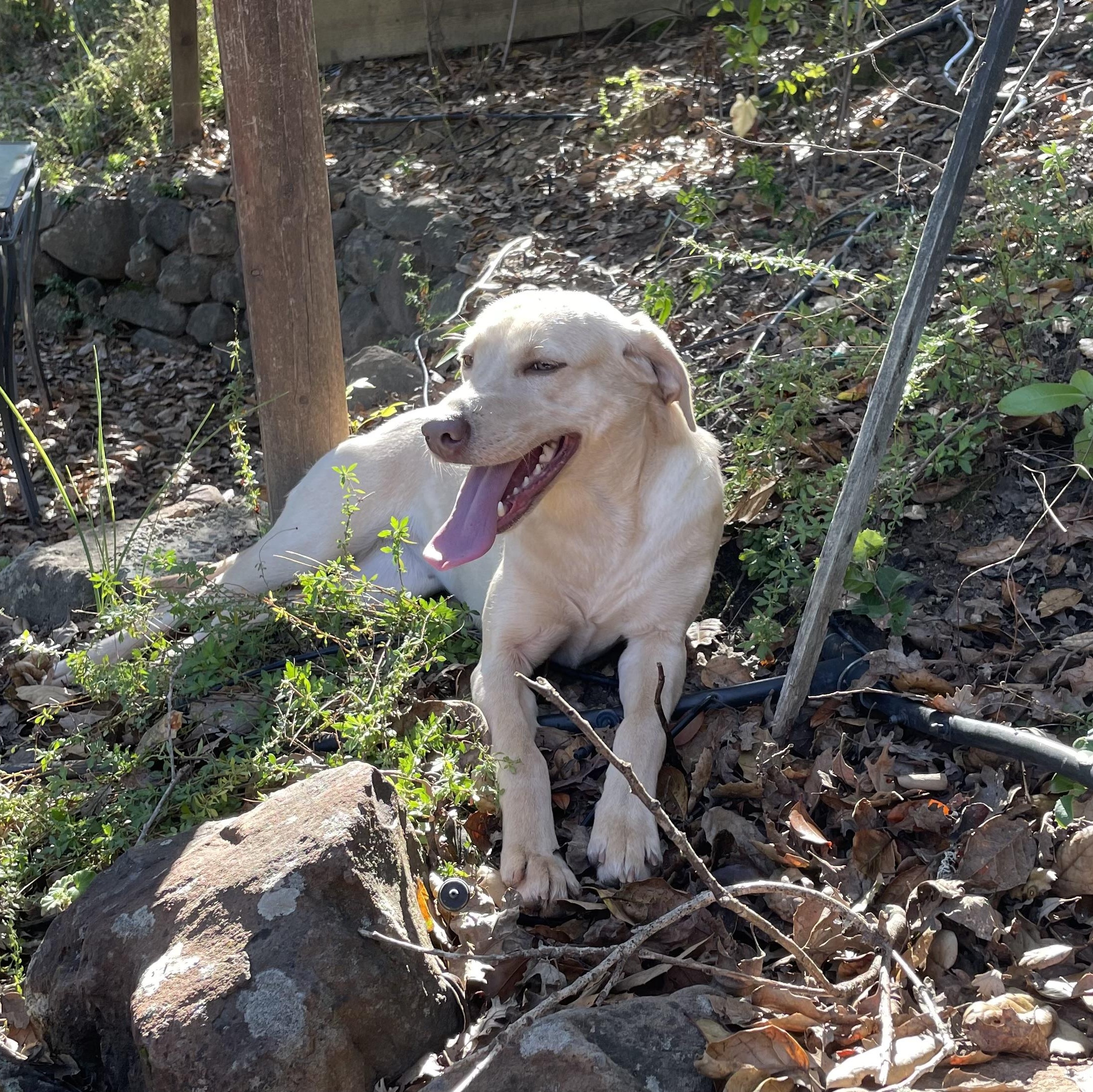 Lilly, ADOPTABLE, Young Female Labrador Retriever.