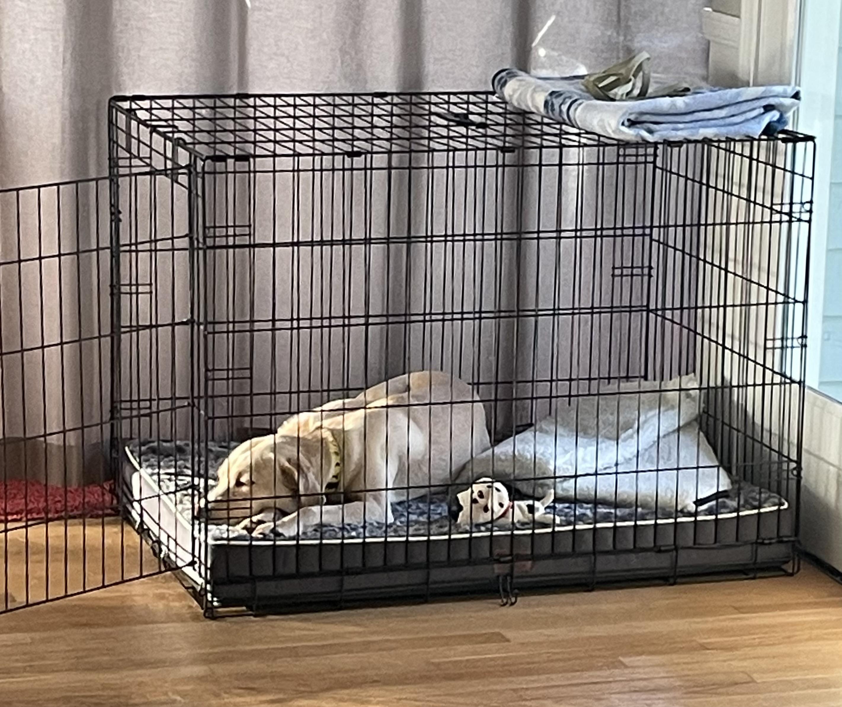 Enlarge Lilly, a ADOPTABLE Labrador Retriever in San Francisco, CA image 4/6