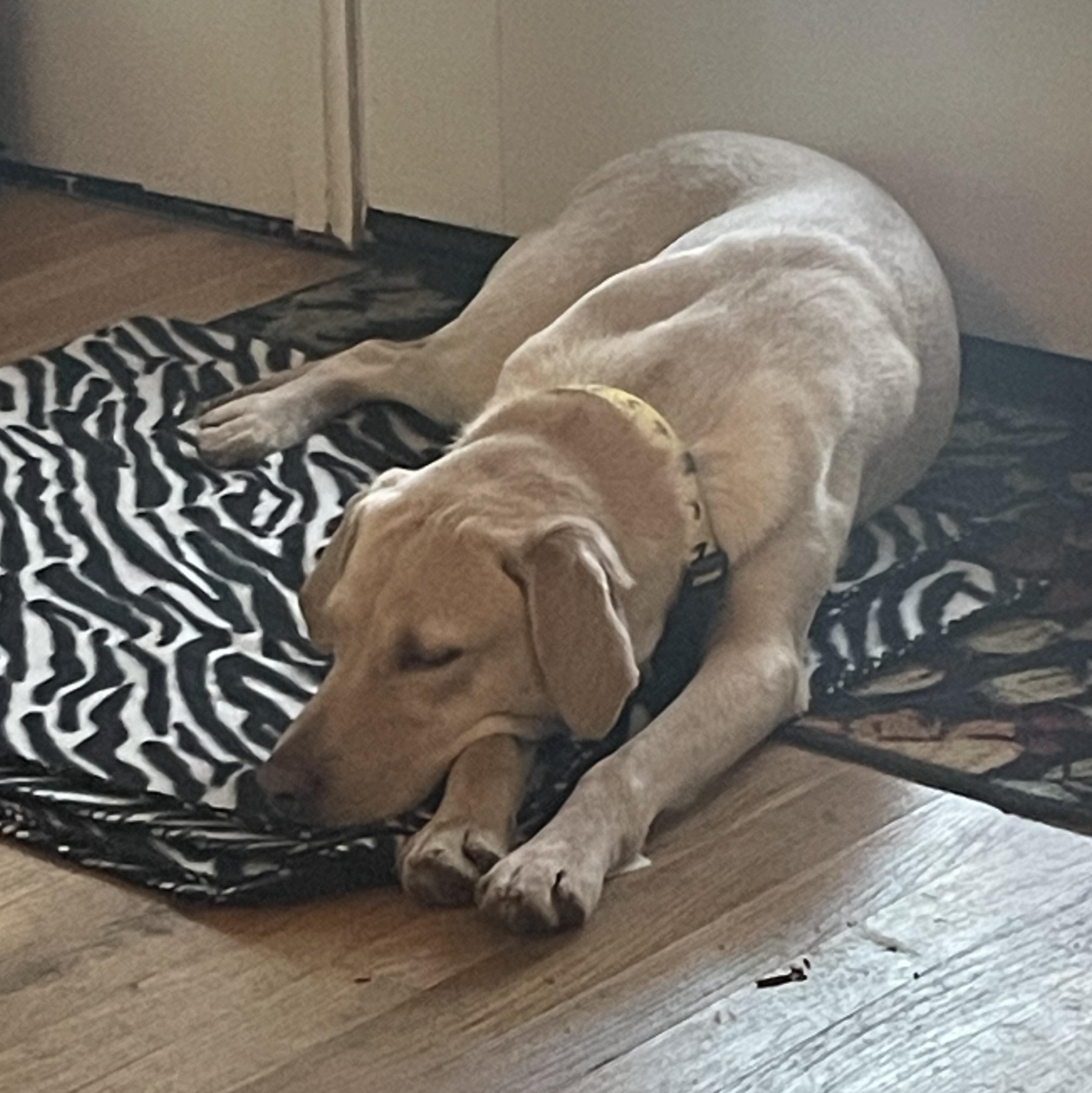 Enlarge Lilly, a ADOPTABLE Labrador Retriever in San Francisco, CA image 2/6