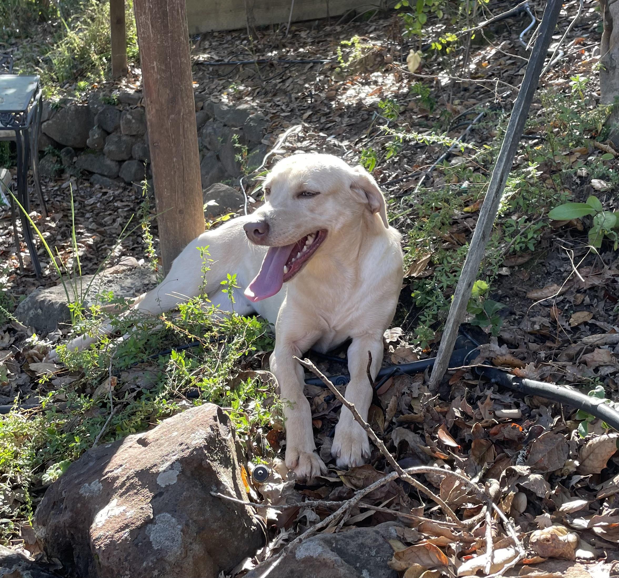 Enlarge Lilly, a ADOPTABLE Labrador Retriever in San Francisco, CA image 6/6