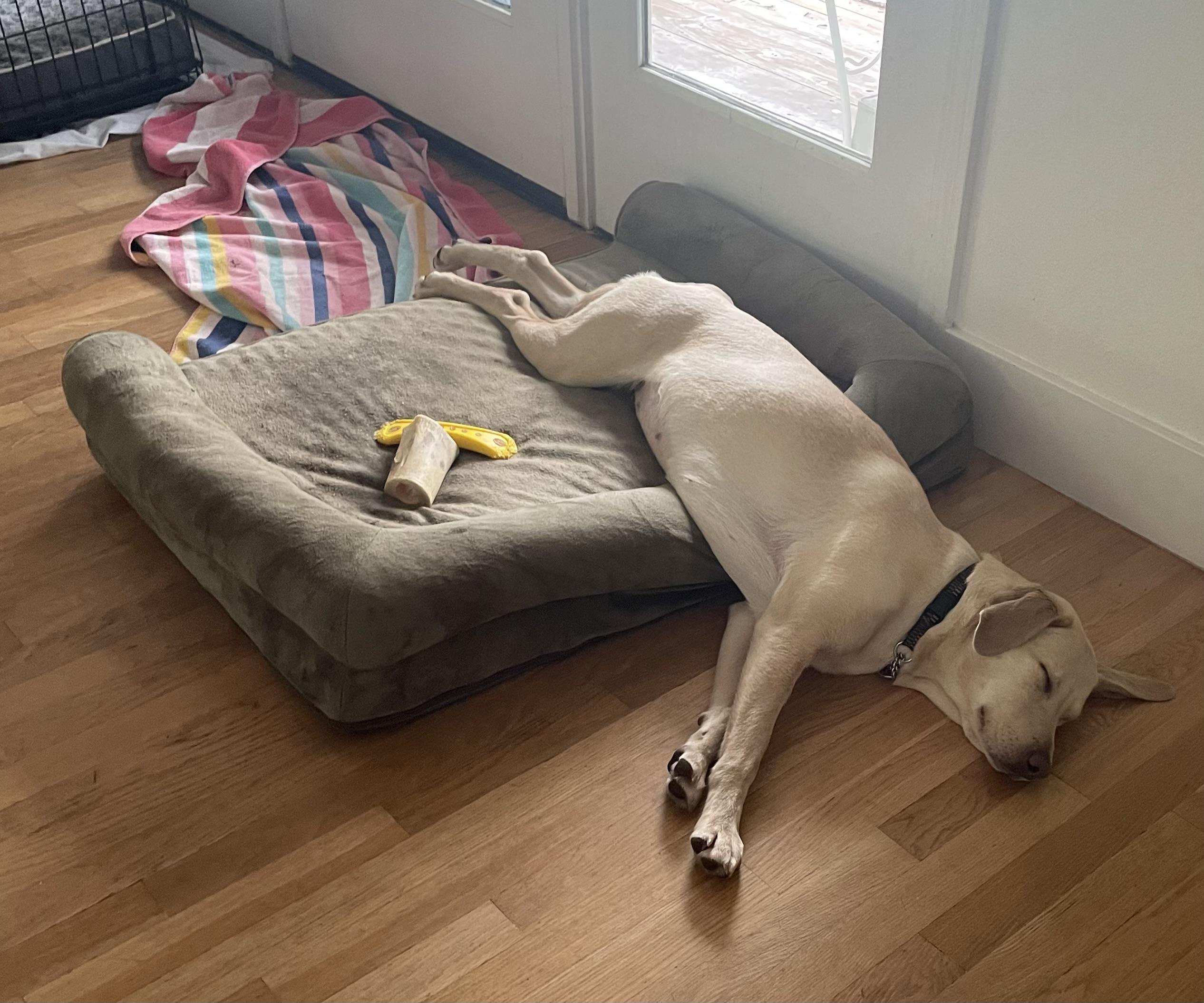 Enlarge Lilly, a ADOPTABLE Labrador Retriever in San Francisco, CA image 5/6