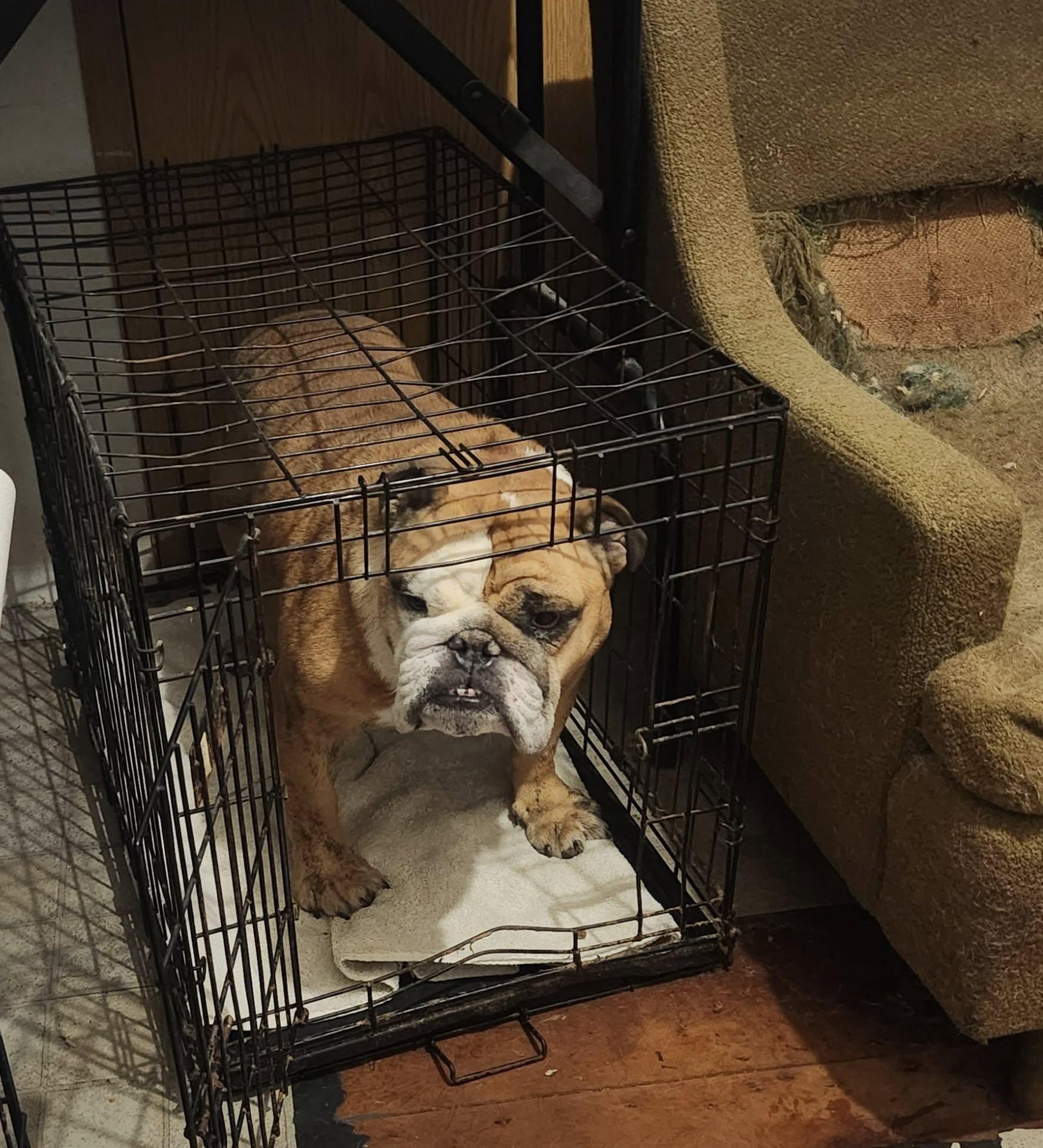 James, Adoptable, Adult Male English Bulldog.