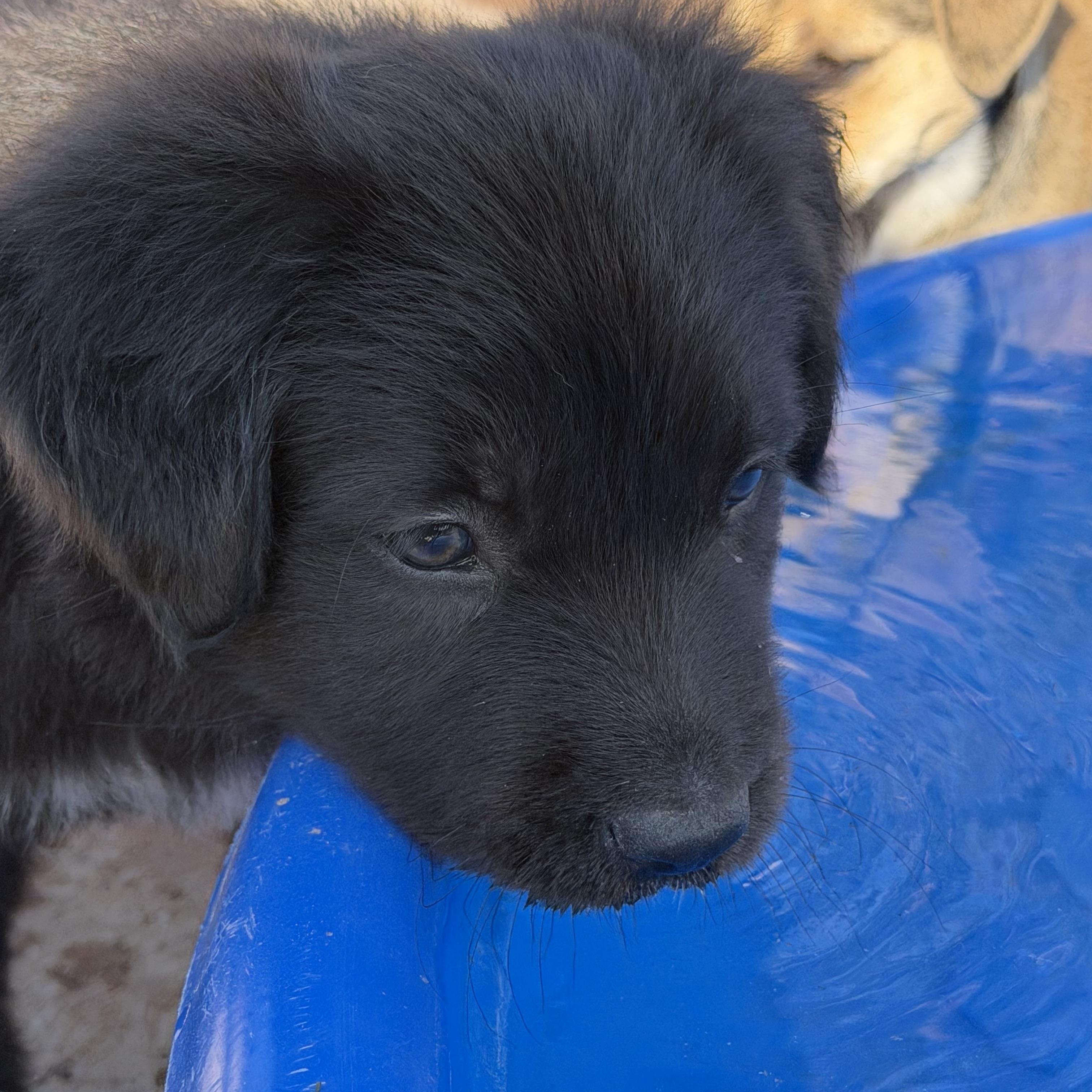 Mater, ADOPTABLE, Puppy Male Border Collie.