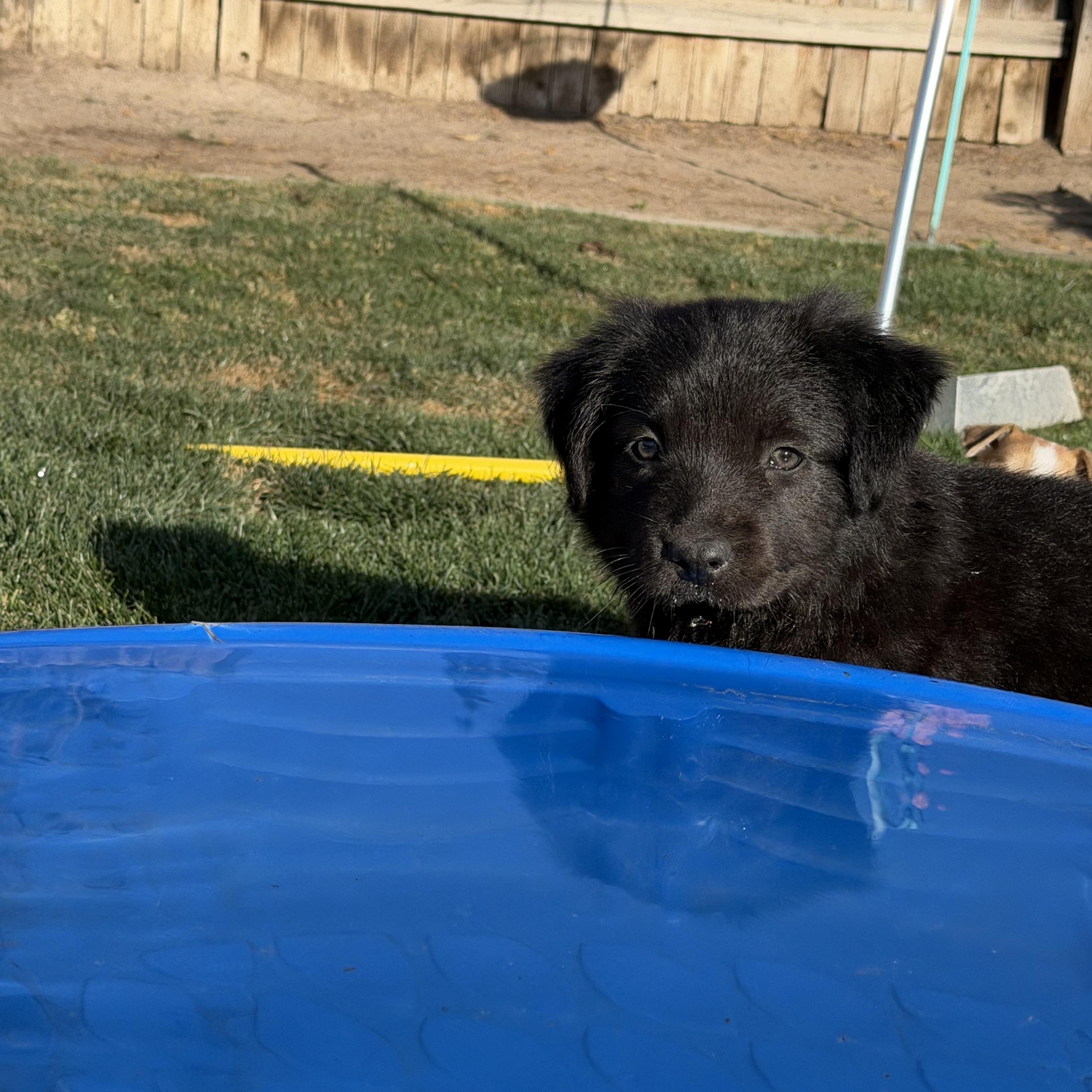 Enlarge Mater, a ADOPTABLE mixed breed in Bakersfield, CA image 2/2