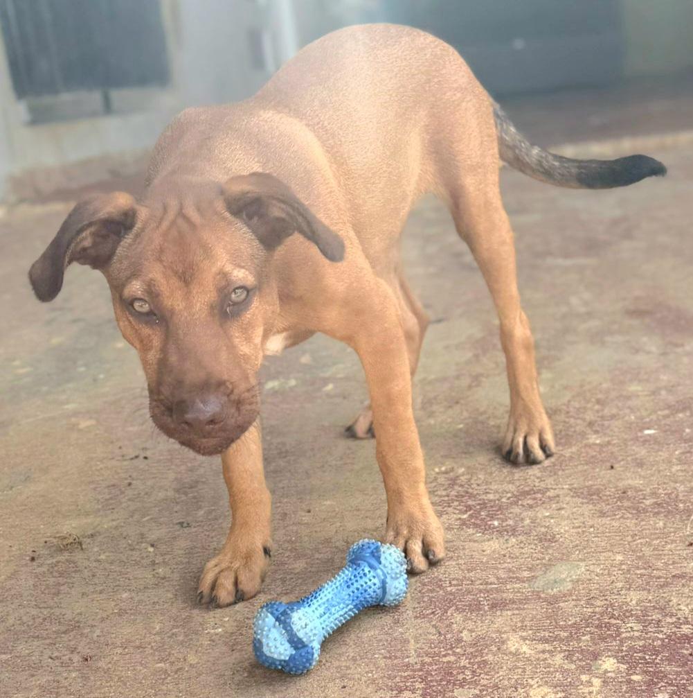 Camelot "your Heart's Desire." thumbnail 4