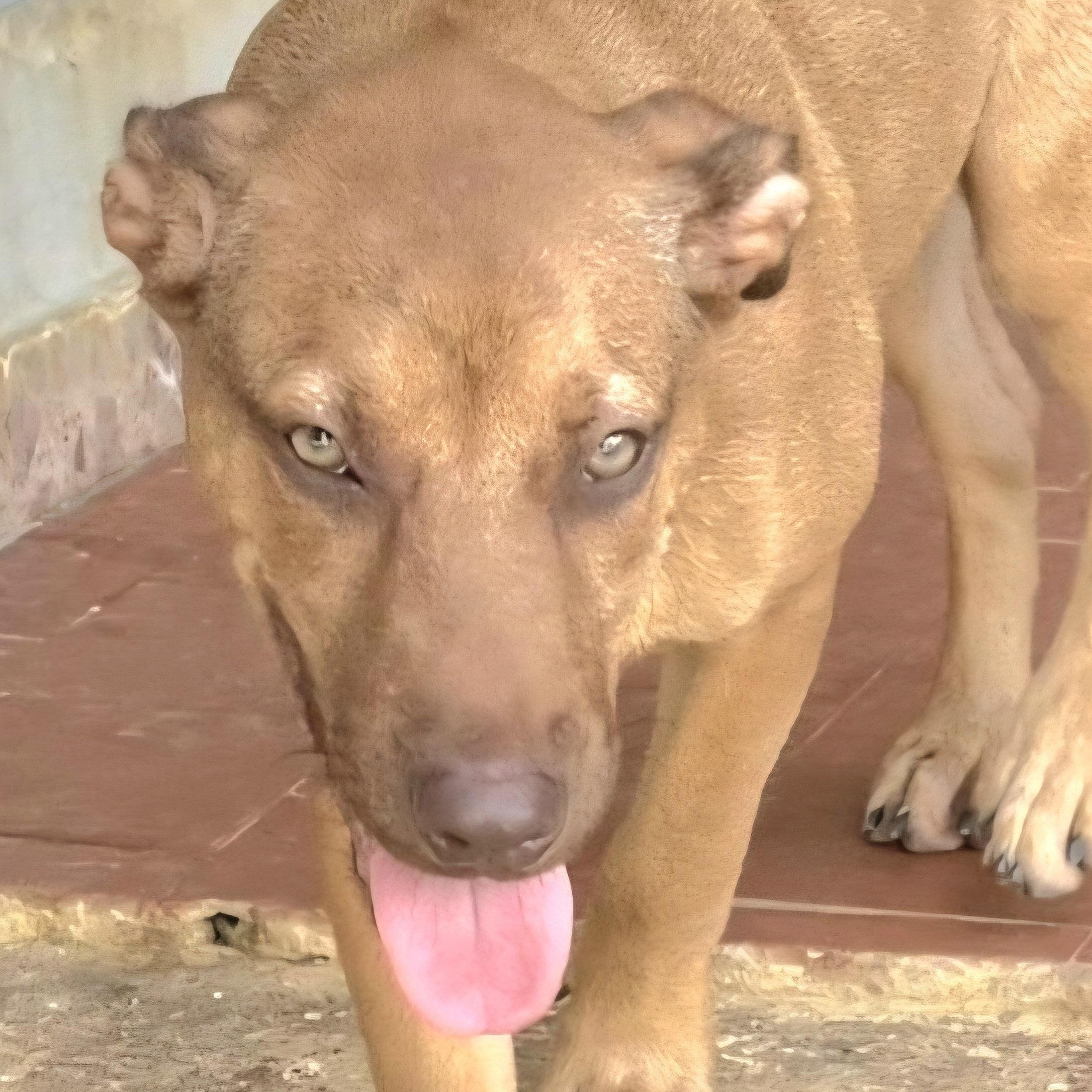 Camelot "your Heart's Desire." thumbnail 5