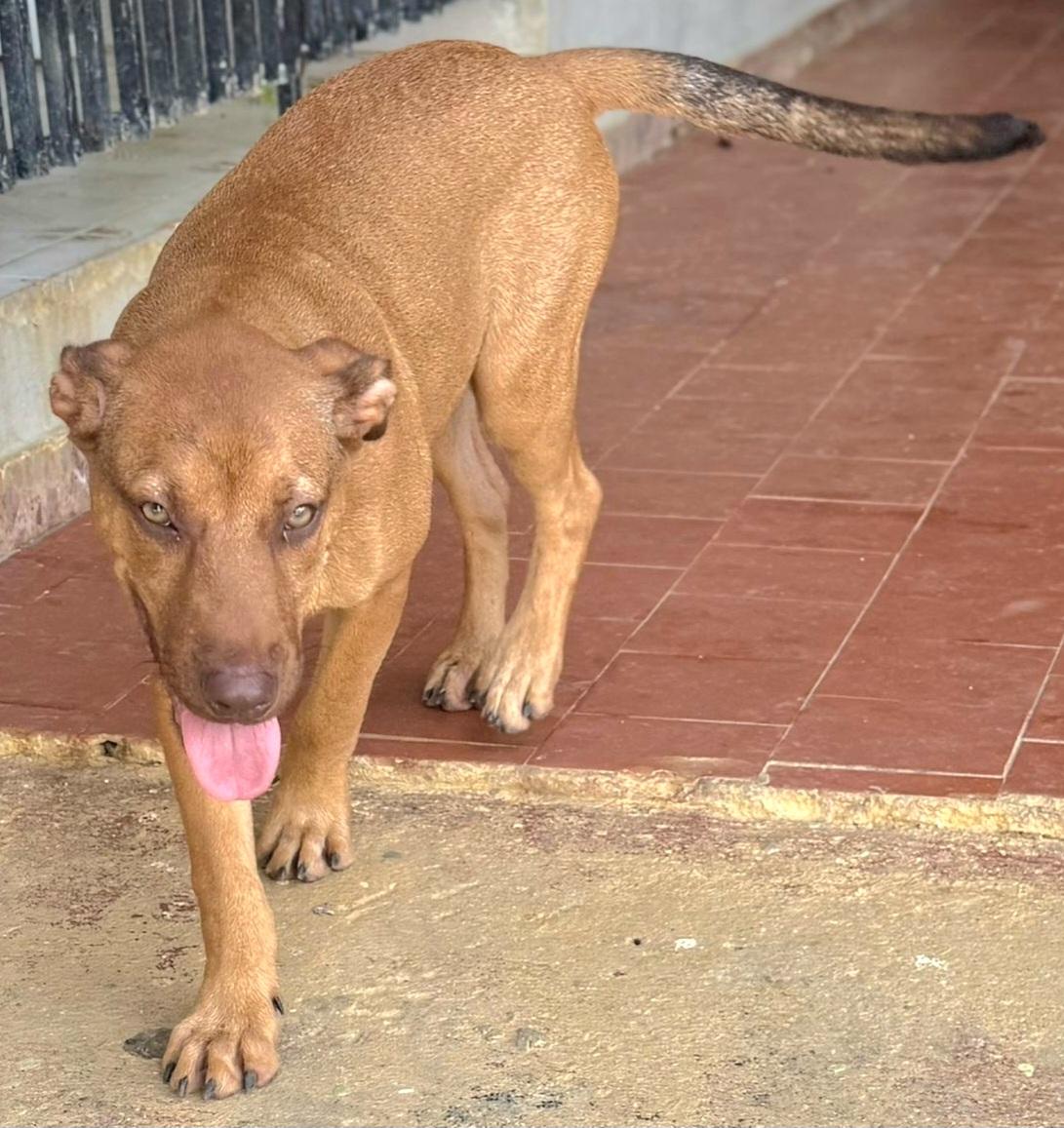 Camelot "your Heart's Desire." thumbnail 6