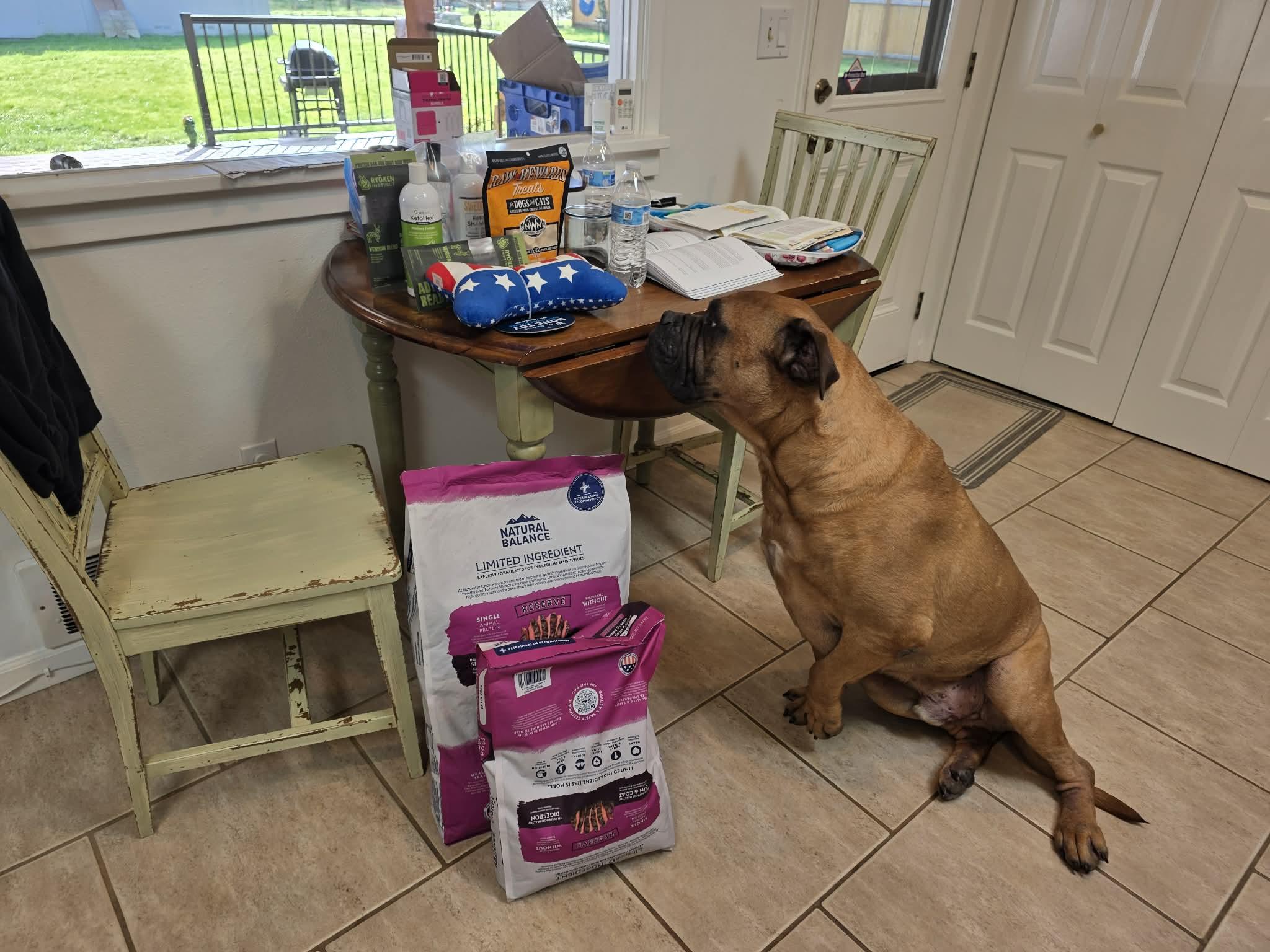 Enlarge Almo  - WA, a ADOPTABLE Bullmastiff in Seattle, WA image 3/3