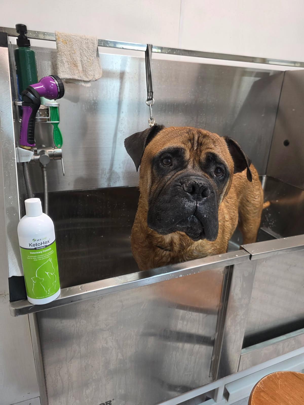 Almo  - WA, ADOPTABLE, Adult Male Bullmastiff.