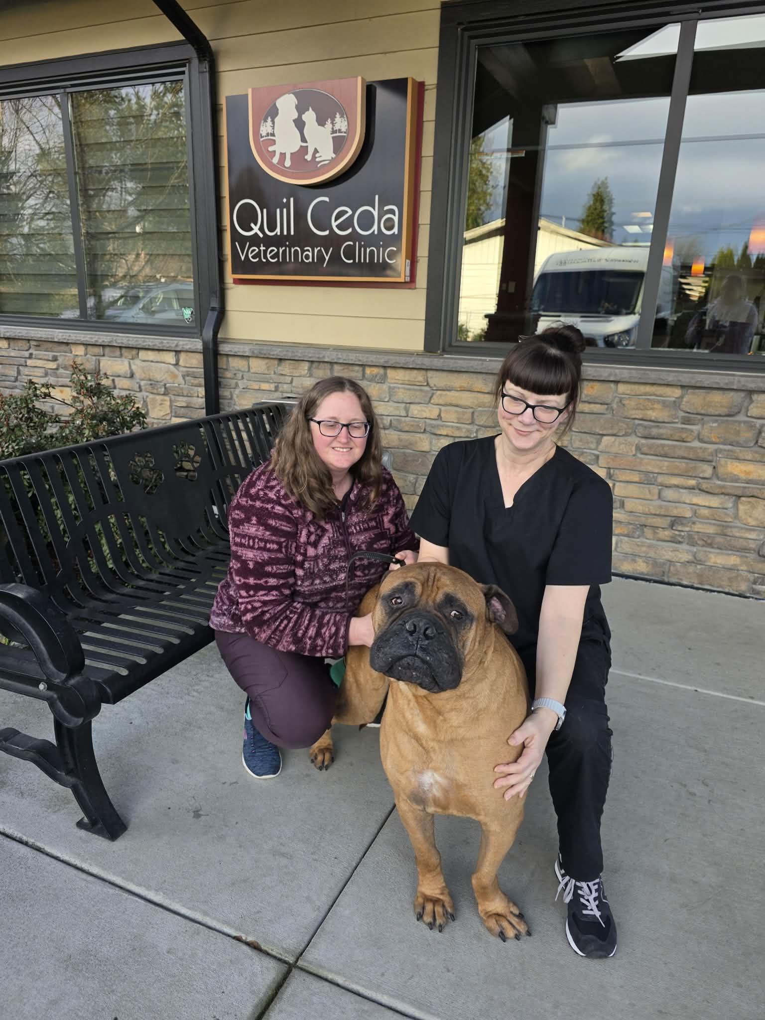 Enlarge Almo  - WA, a ADOPTABLE Bullmastiff in Seattle, WA image 2/3