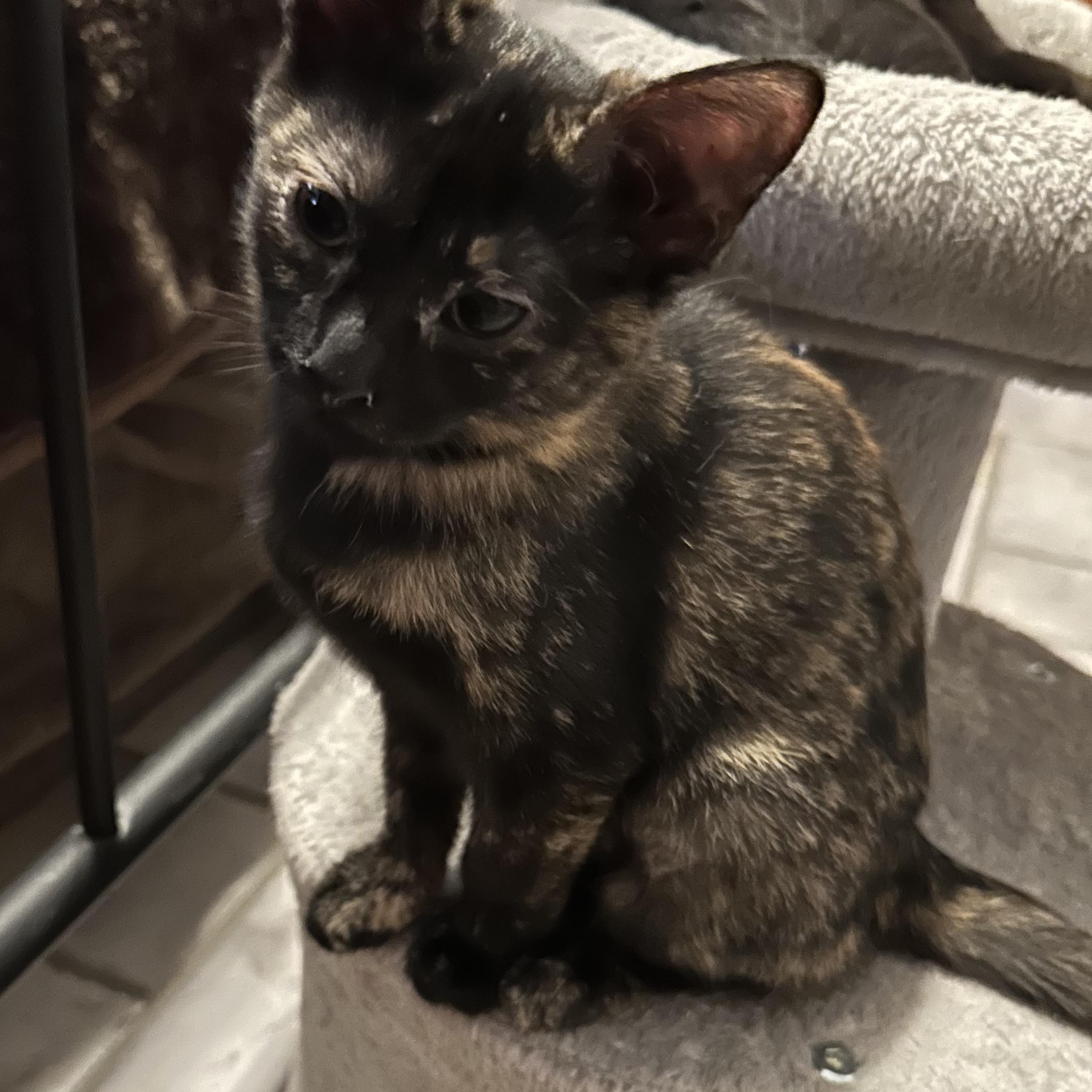 Ivy Jane, ADOPTABLE, Kitten Female Domestic Short Hair.