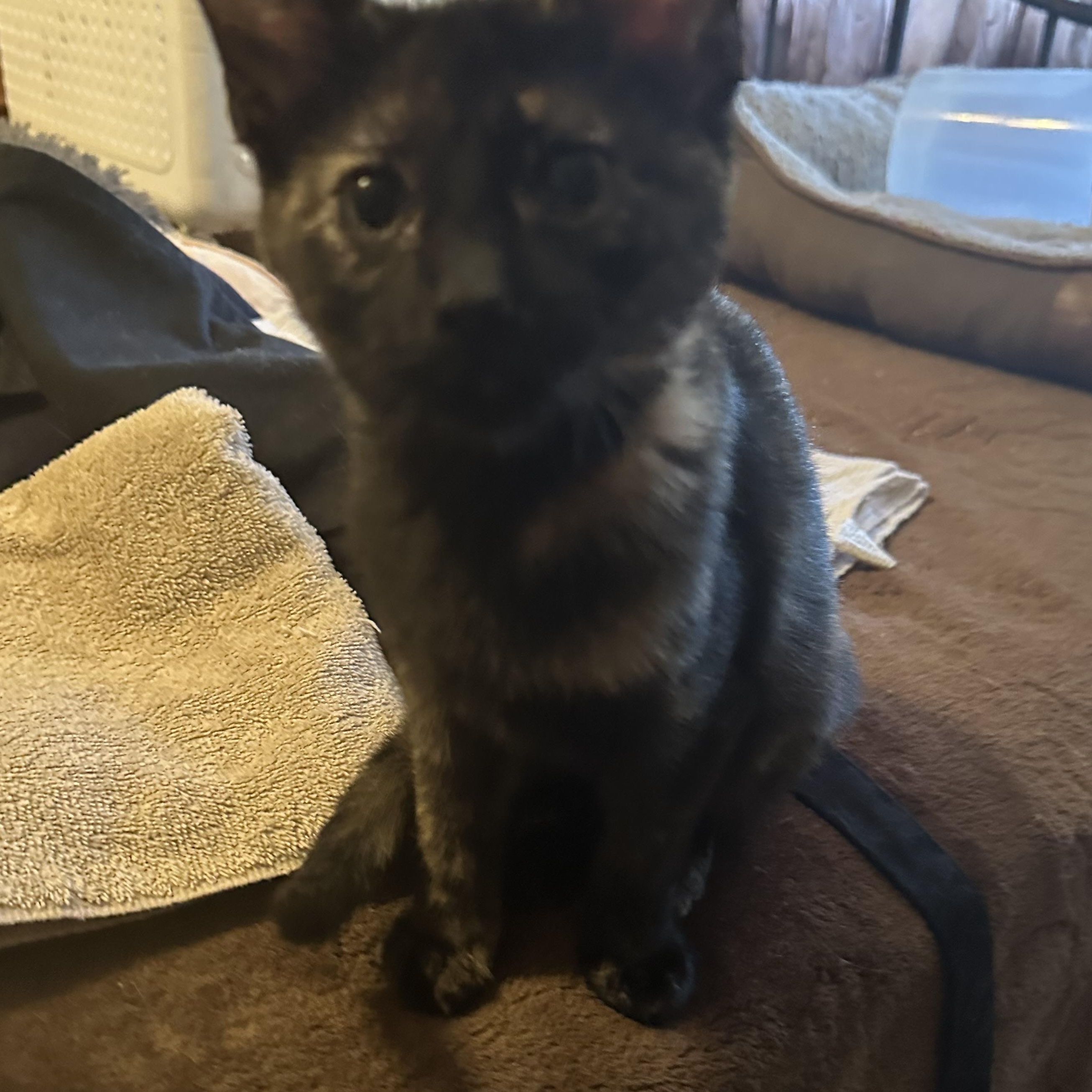 Enlarge Ivy Jane, a ADOPTABLE Domestic Short Hair in Tuttle, OK image 4/4