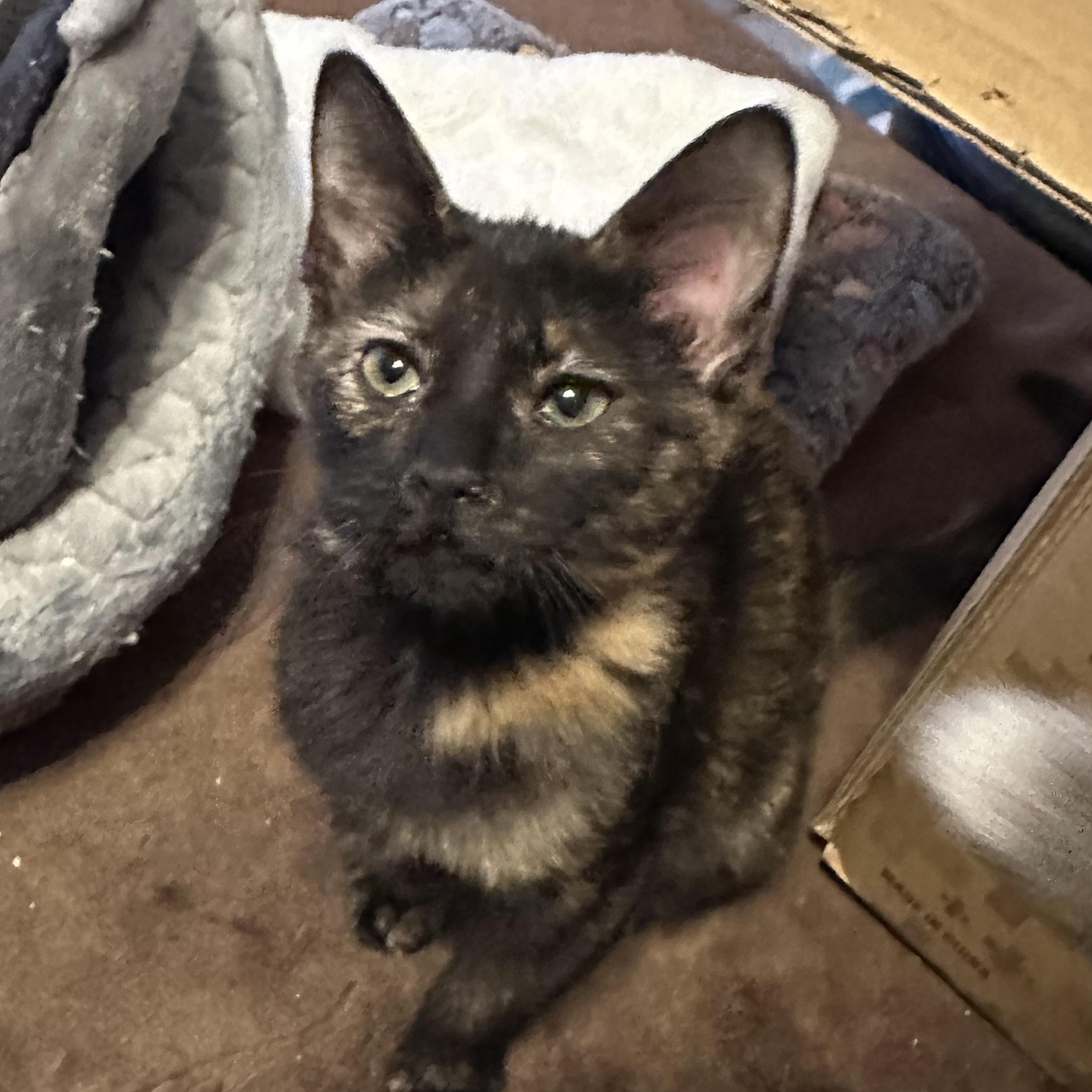 Enlarge Ivy Jane, a ADOPTABLE Domestic Short Hair in Tuttle, OK image 2/4