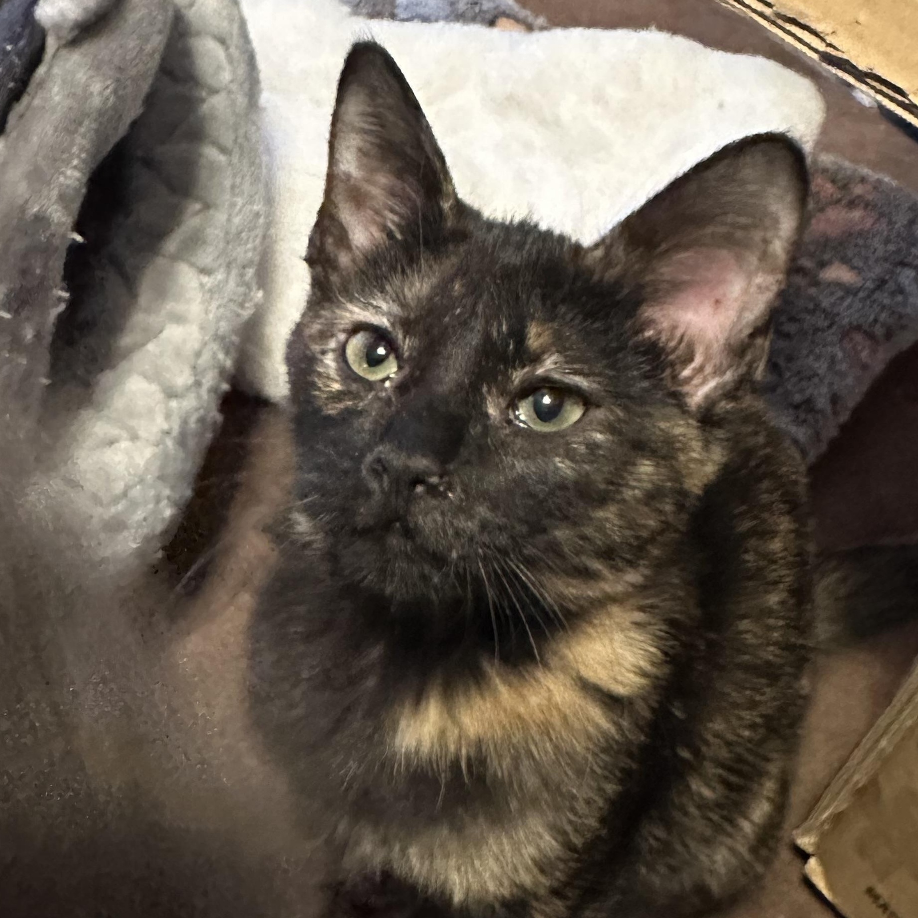 Enlarge Ivy Jane, a ADOPTABLE Domestic Short Hair in Tuttle, OK image 3/4