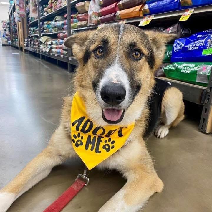 Enlarge Lucas, a Adoptable mixed breed in Fairfax, VA image 5/5