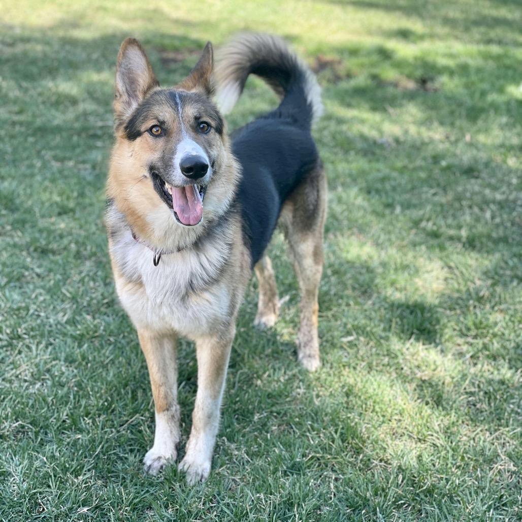 Lucas, Adoptable, Adult Male German Shepherd Dog & Mixed Breed.