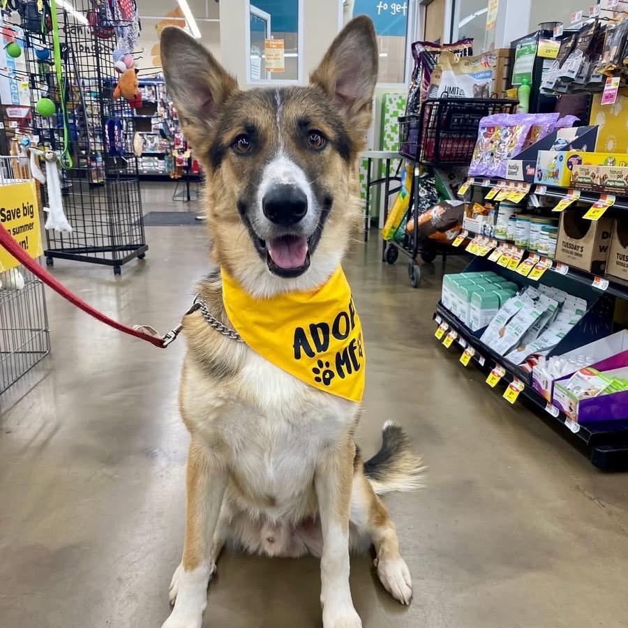 Enlarge Lucas, a Adoptable mixed breed in Fairfax, VA image 3/5