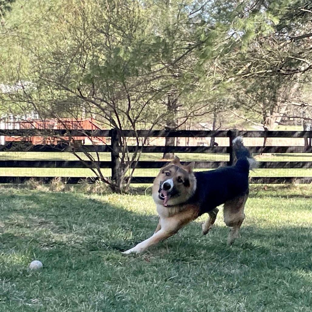 Enlarge Lucas, a Adoptable mixed breed in Fairfax, VA image 4/5