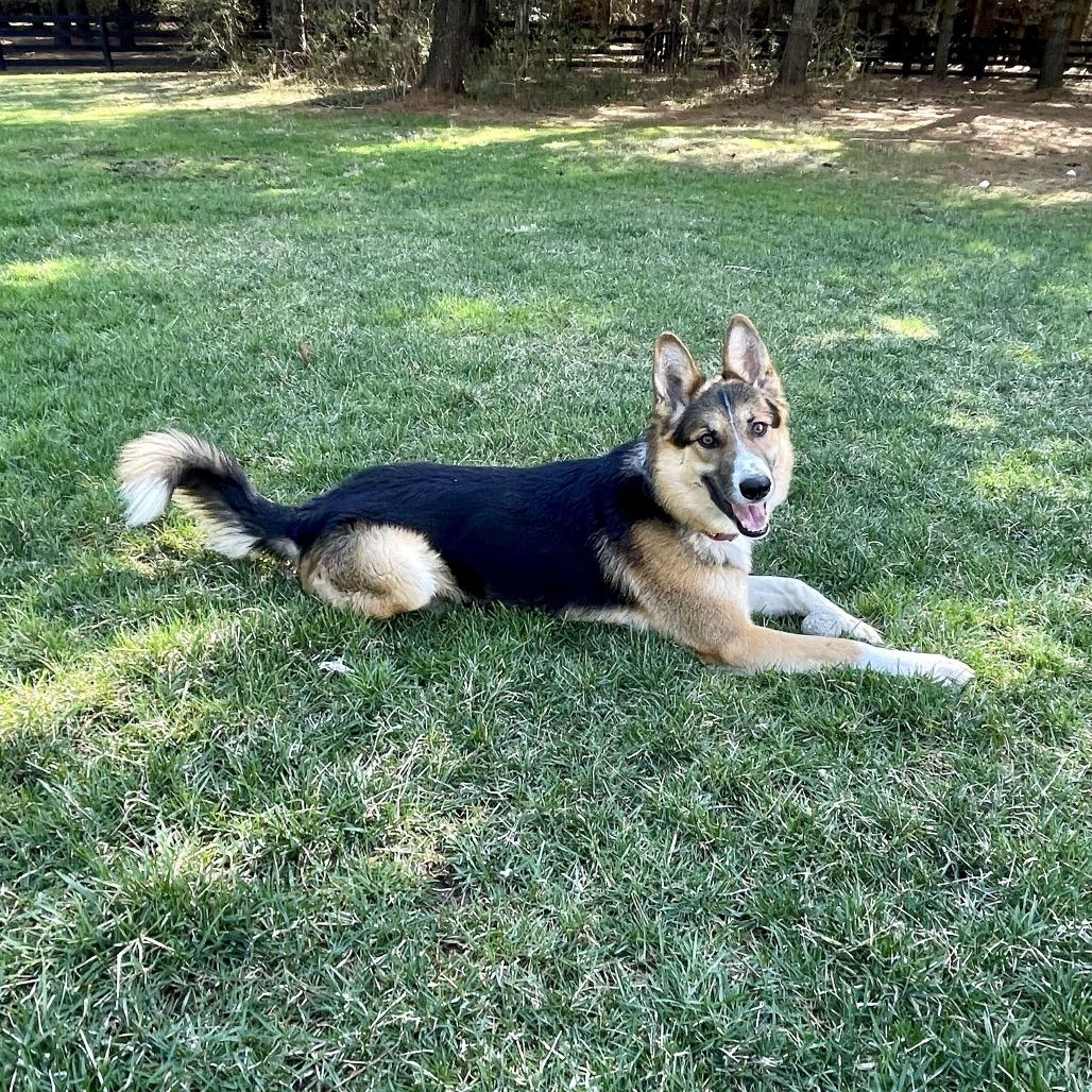 Enlarge Lucas, a Adoptable mixed breed in Fairfax, VA image 2/5