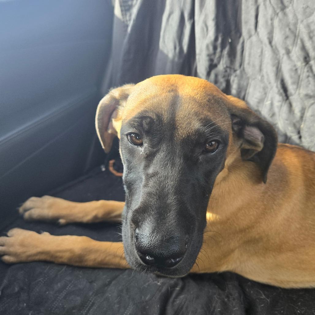 Bree, Adoptable, Puppy Female Great Dane & Mastiff.