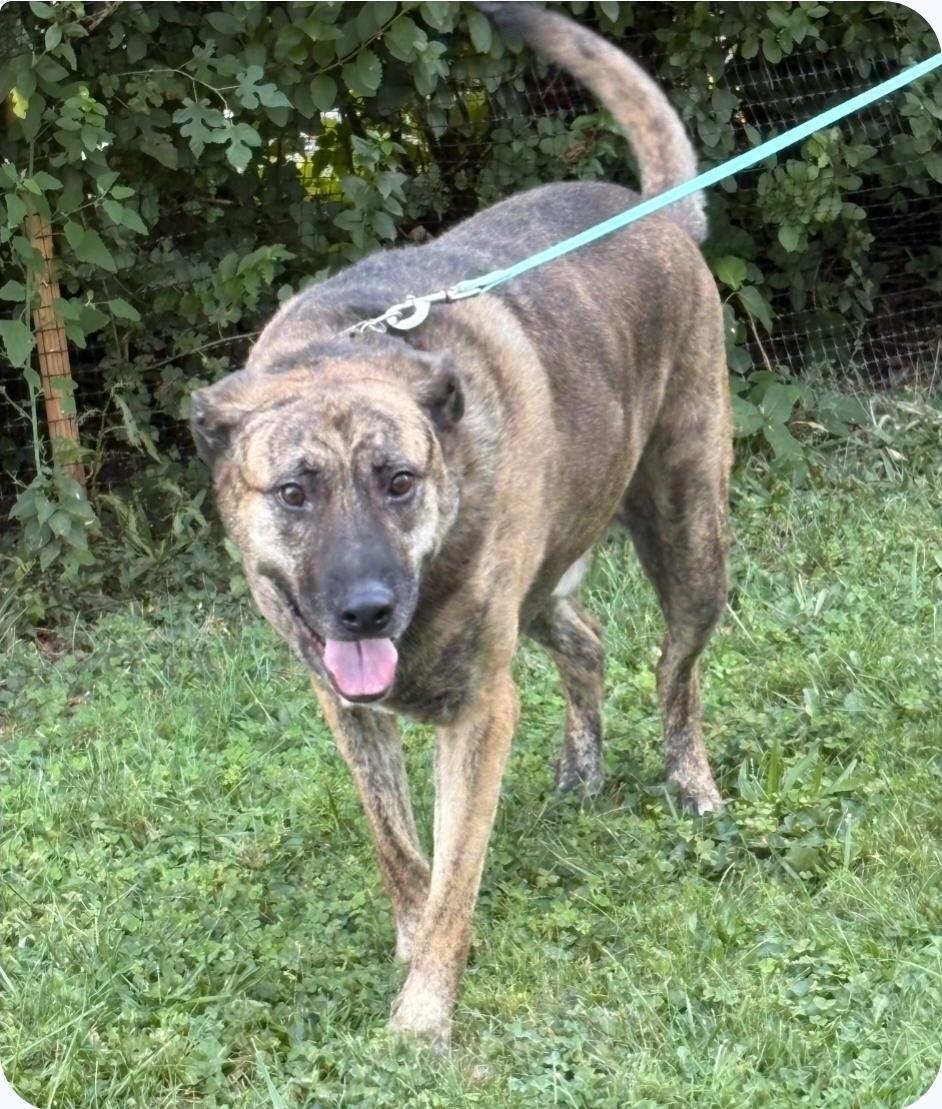 ARLO, Adoptable, Adult Male Mastiff & Black Mouth Cur.