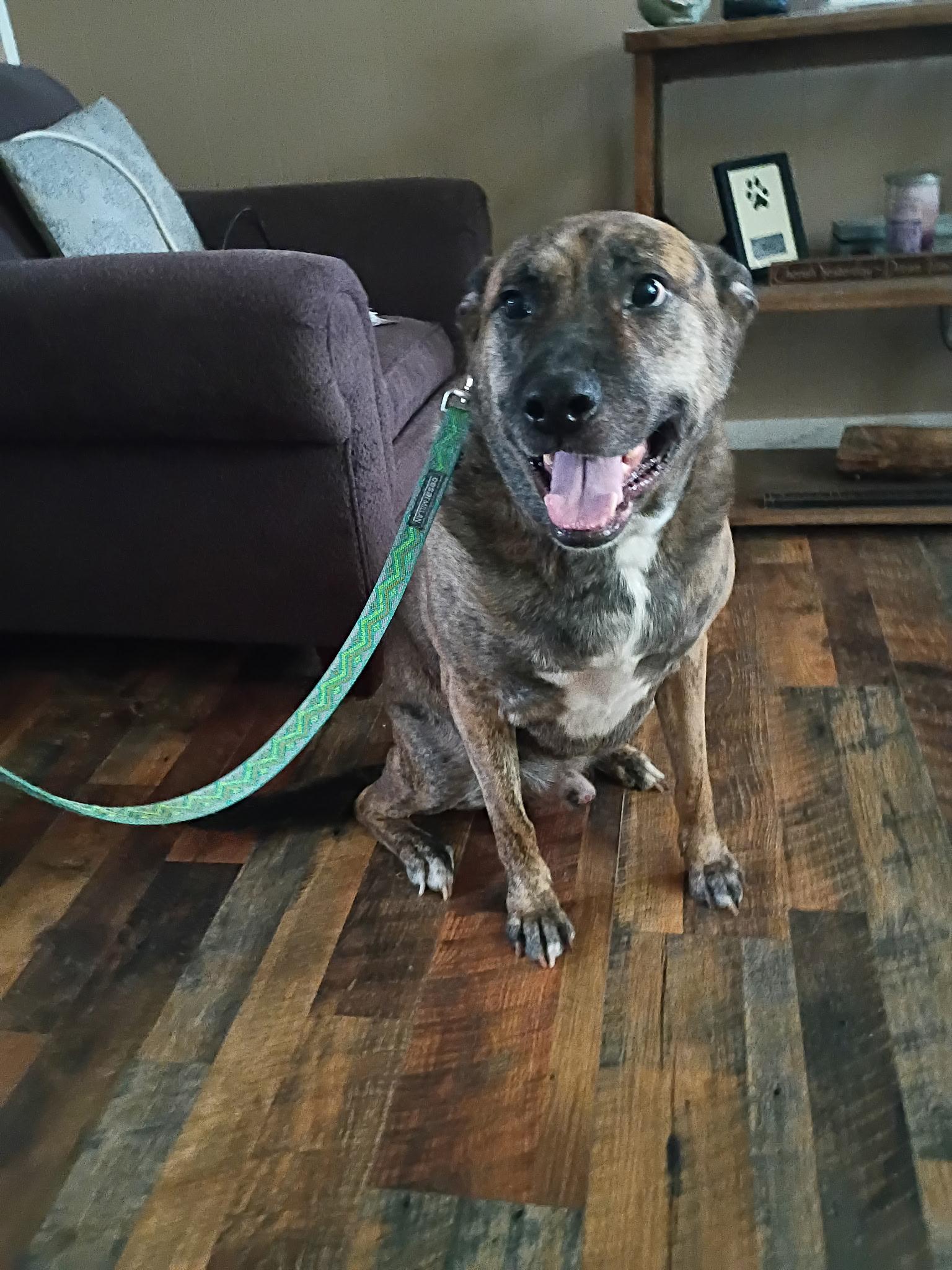 Enlarge ARLO, a Adoptable mixed breed in Middletown, NY image 2/6