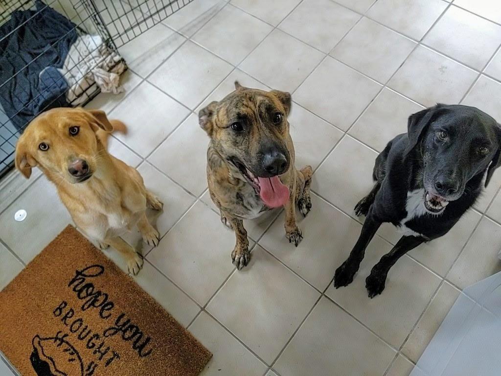 Enlarge ARLO, a Adoptable mixed breed in Middletown, NY image 3/6