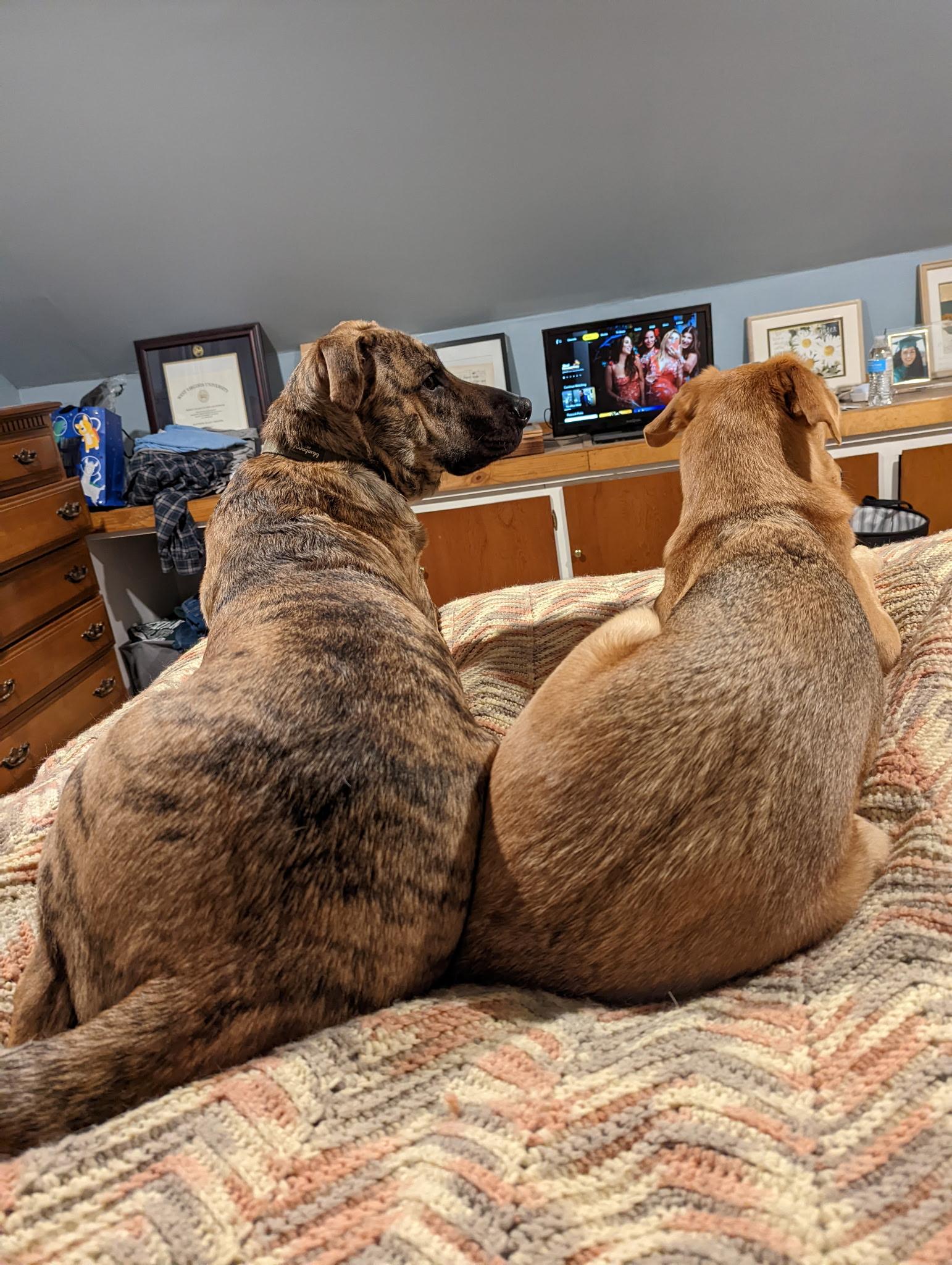 Enlarge ARLO, a Adoptable mixed breed in Middletown, NY image 4/6